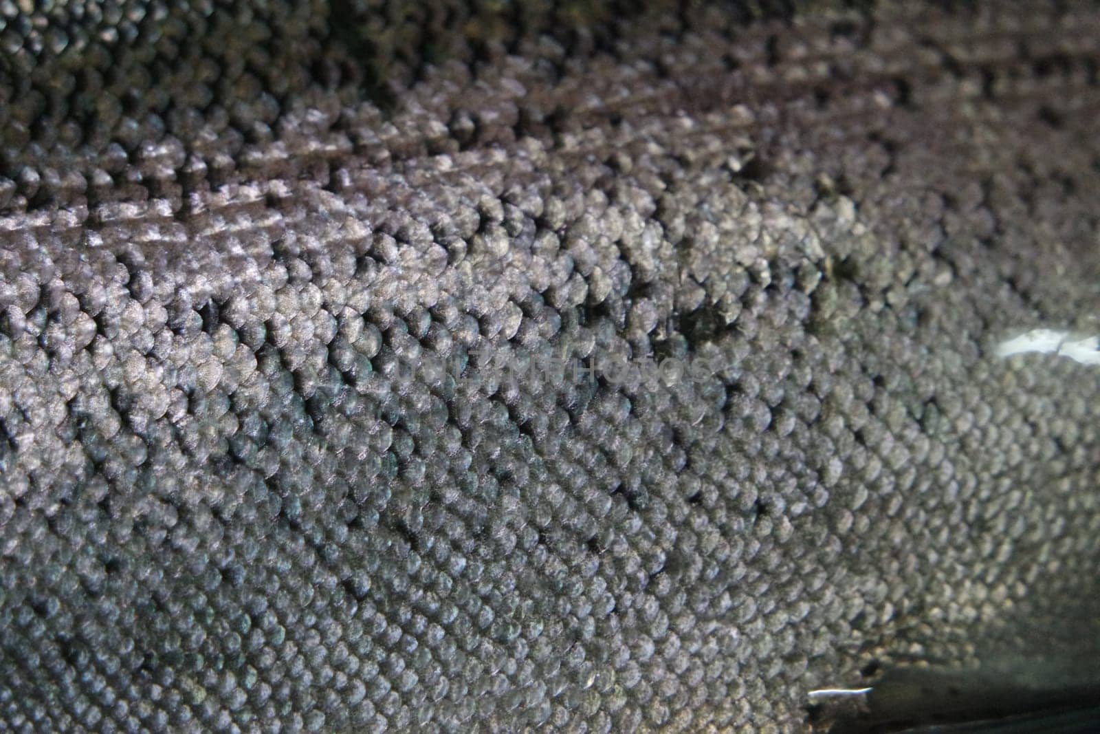 Fish skin texture pattern background. Gray or grey and silver texture of fish skin scales