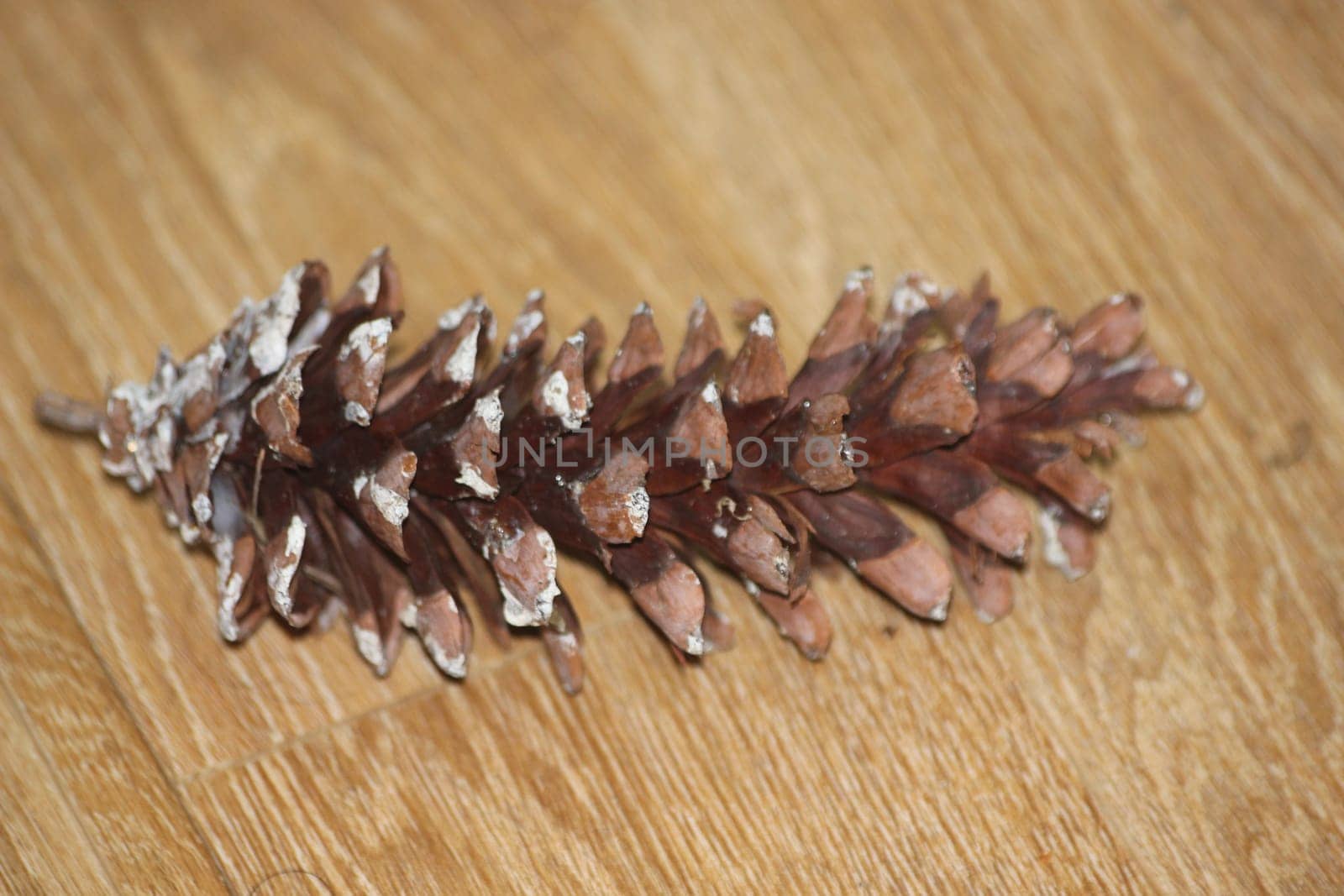 Close-Up of pine cone on wooden floor background. Pine (conifer) cone, seed cone, ovulate cone on brown wood background