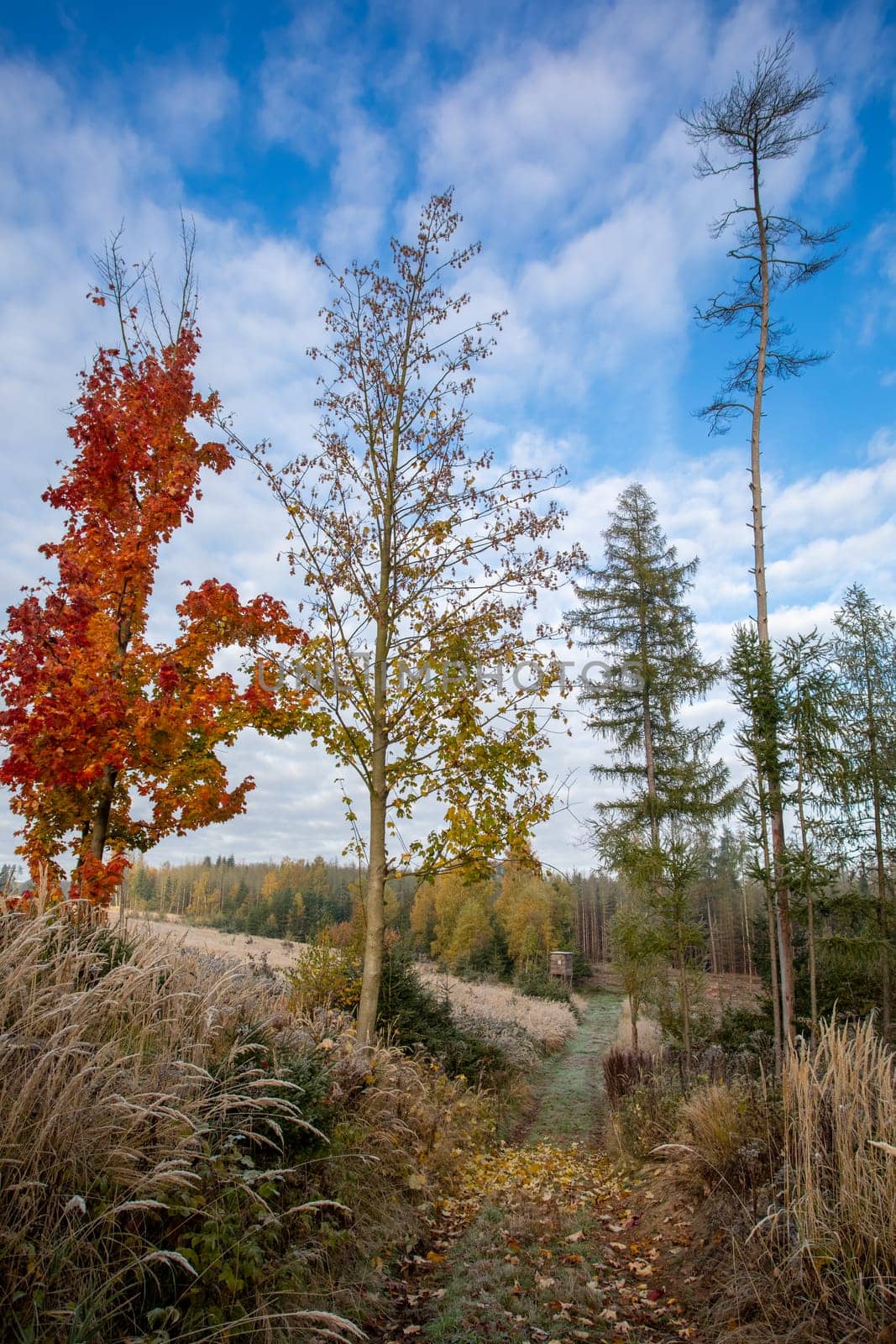 Countryside landscape, fall autumn season, beautiful colored tree. Czech Republic, Vysocina