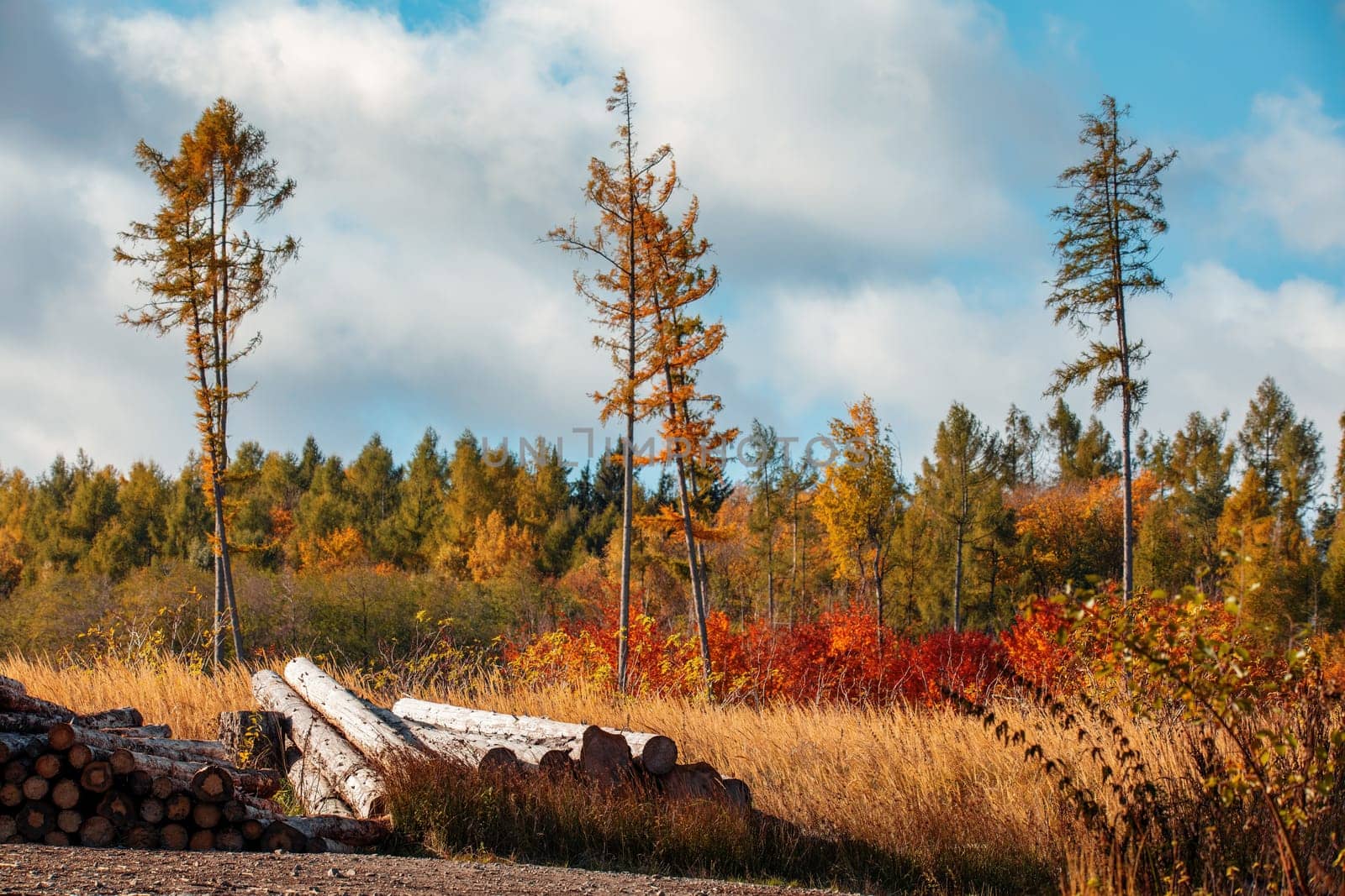 Countryside landscape, fall autumn season, beautiful colored tree. Czech Republic, Vysocina
