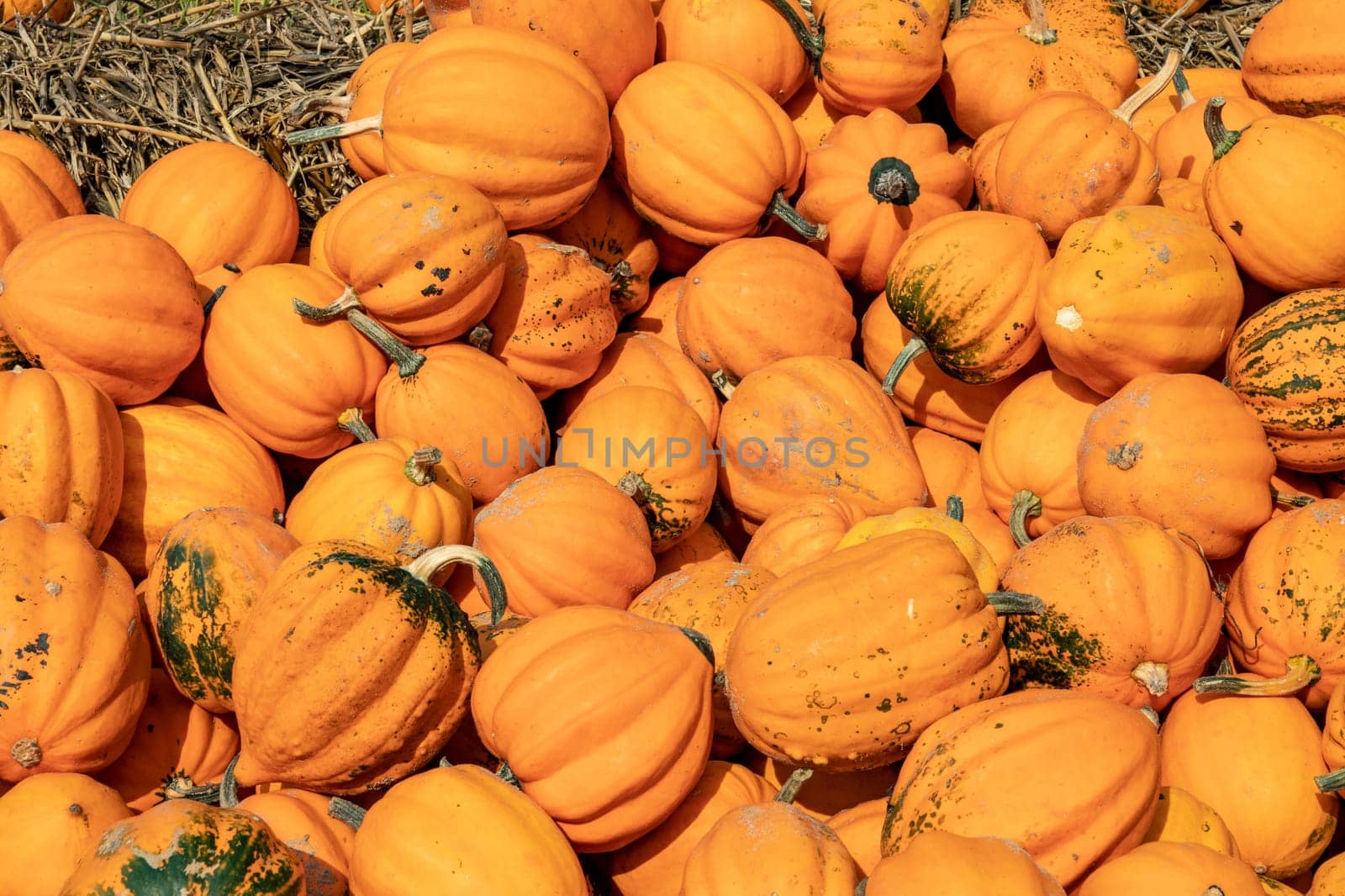 A large collection of Acorn Orange (Cucurbita) pumpkins at the market on a sunny autumn day. Beautiful background for a natural health and nutrition concept.