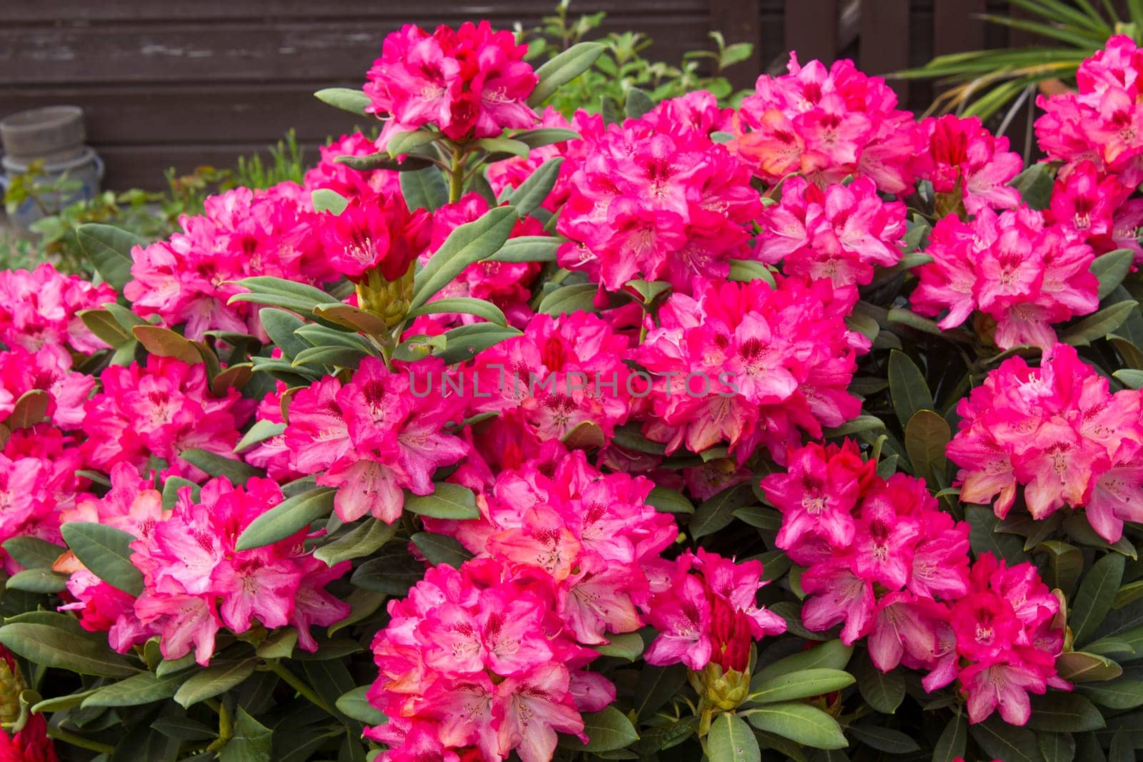 Blooming pink rhododendron flowers in a garden
