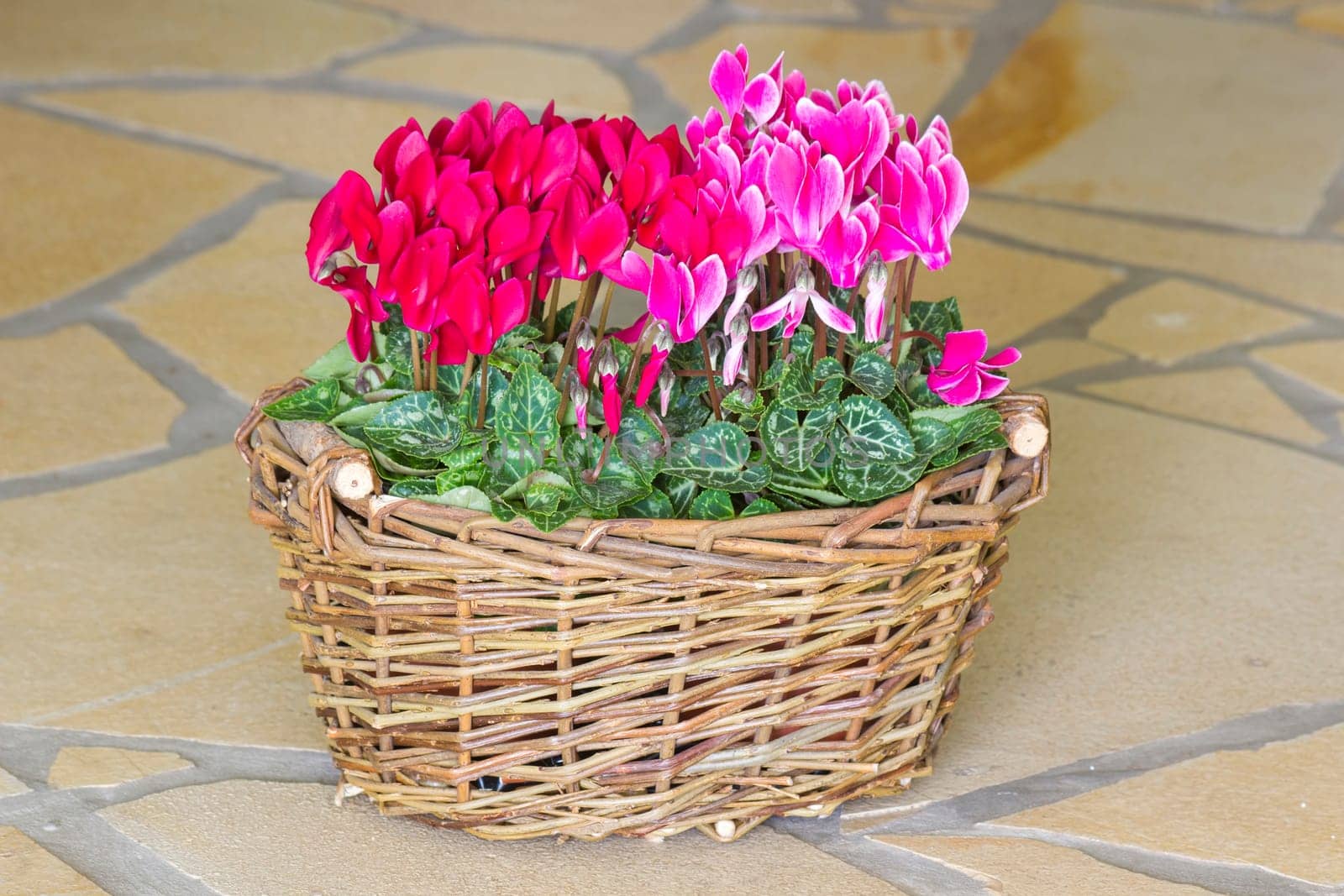 cyclamen persicum in a basket