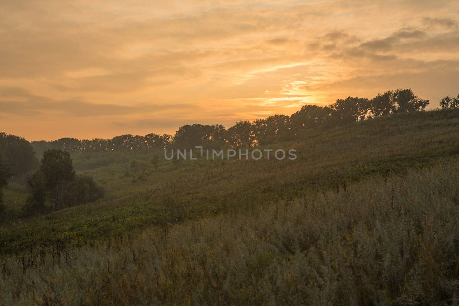 Sunset Or Sunrise In Forest Landscape. Sun Sunshine With Natural Sunlight And Sun Rays Through Woods Trees In Summer Forest. Beautiful Scenic View.