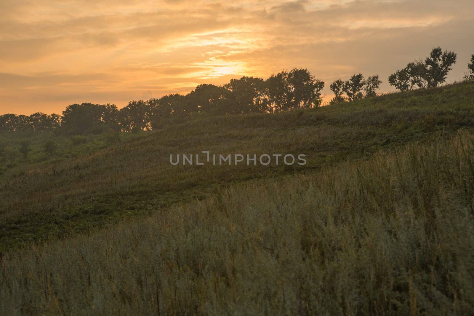 Sunset Or Sunrise In Forest Landscape. Sun Sunshine With Natural Sunlight And Sun Rays Through Woods Trees In Summer Forest. Beautiful Scenic View.