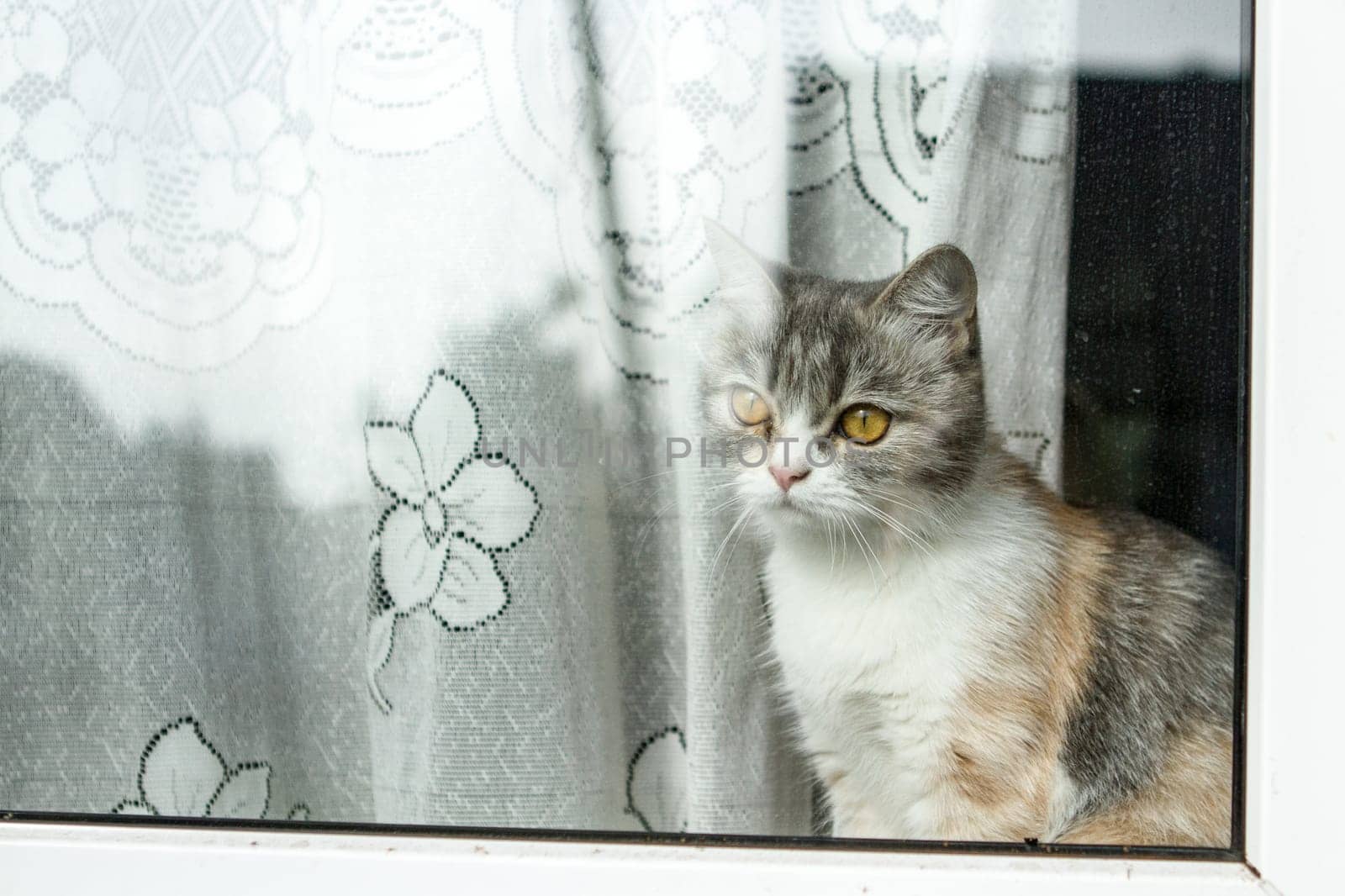 Bored cat looking out the window.