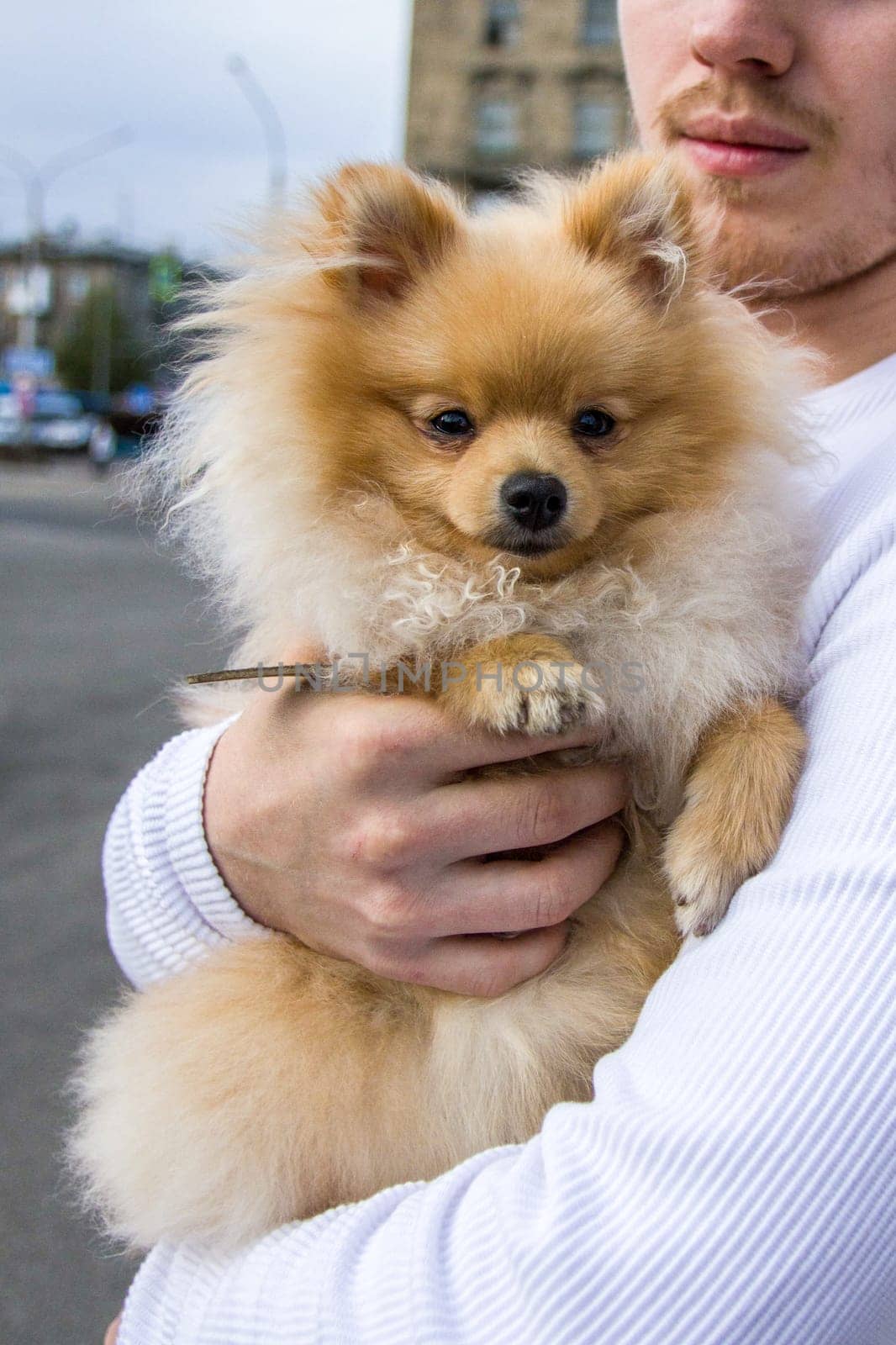 Cute red Pomeranian Spitz looking at the camera on a grey background. A red haired pet with black beady eyes and erect ears is posing on the street.