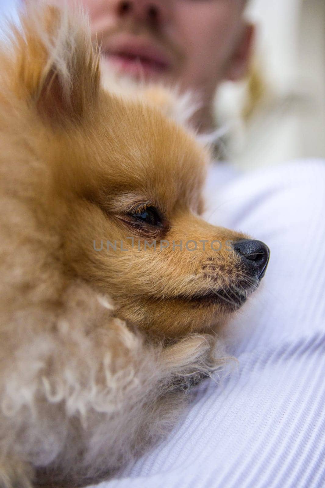 Cute red Pomeranian Spitz looking at the camera on a grey background. A red haired pet with black beady eyes and erect ears is posing on the street.