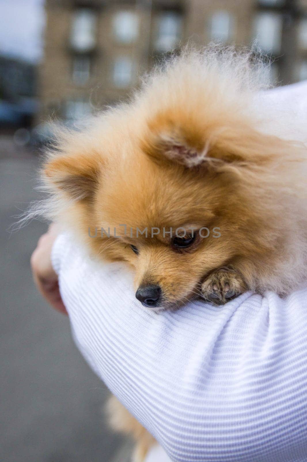 Cute red Pomeranian Spitz looking at the camera on a grey background. A red haired pet with black beady eyes and erect ears is posing on the street.