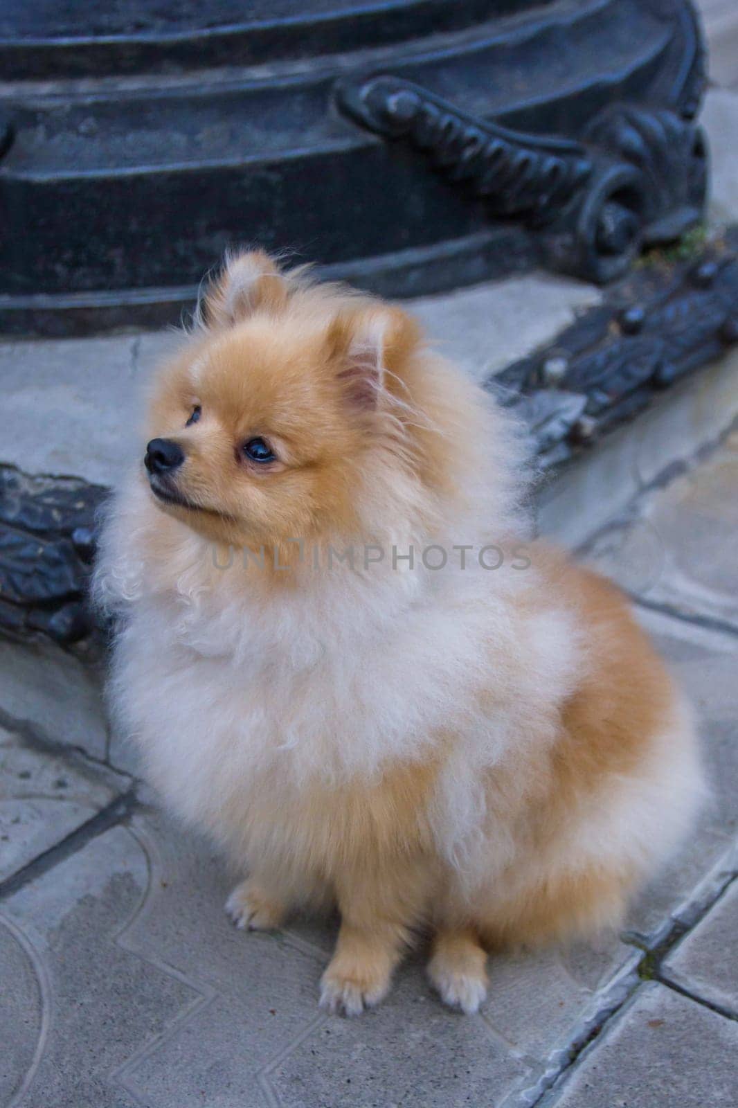 Cute red Pomeranian Spitz looking at the camera on a grey background. A red haired pet with black beady eyes and erect ears is posing on the street.
