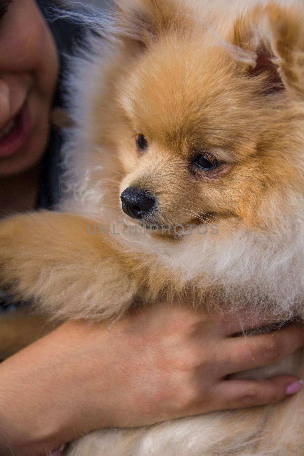 Cute red Pomeranian Spitz looking at the camera on a grey background. A red haired pet with black beady eyes and erect ears is posing on the street.