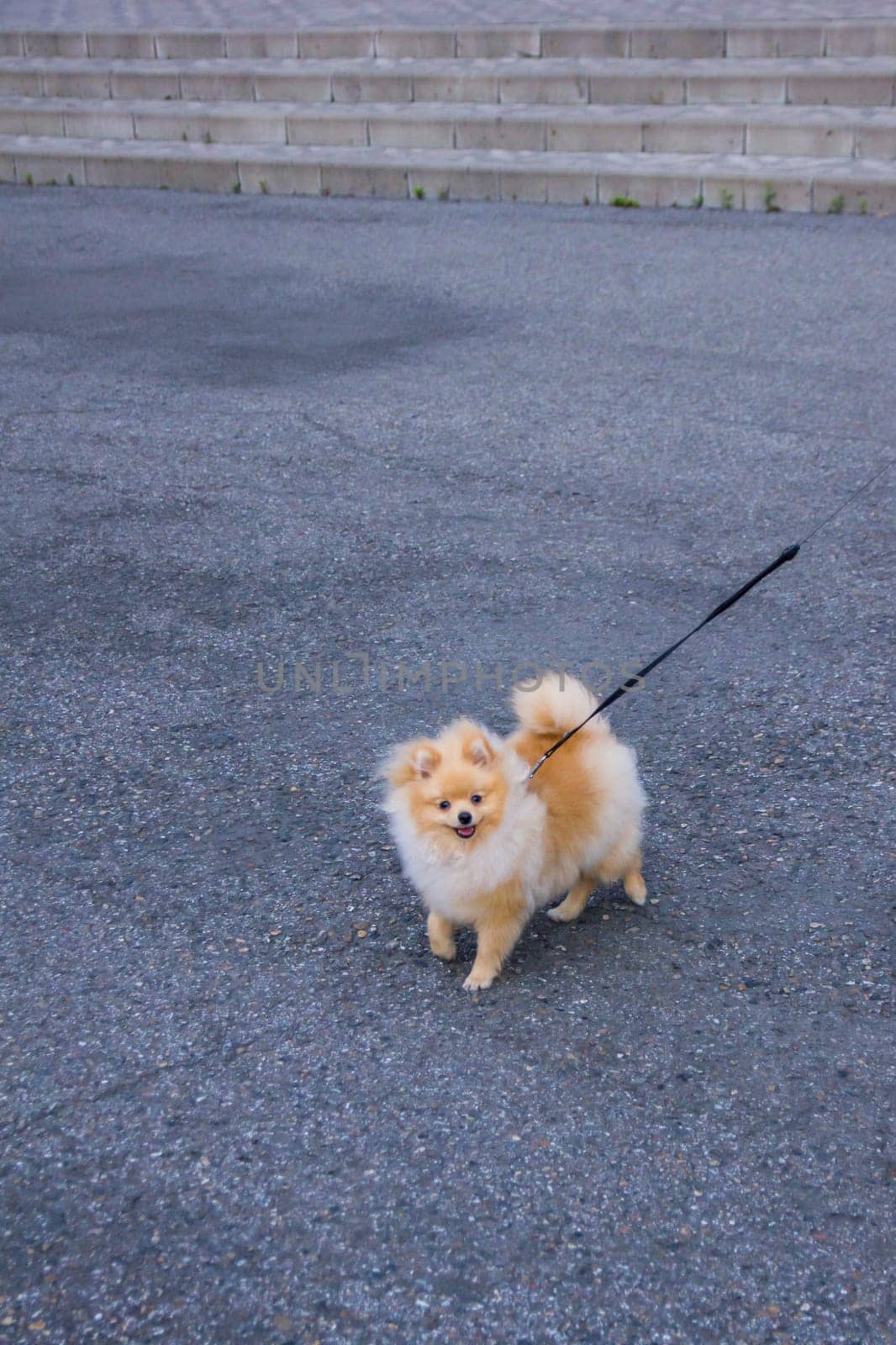 Cute red Pomeranian Spitz looking at the camera on a grey background. A red haired pet with black beady eyes and erect ears is posing on the street.