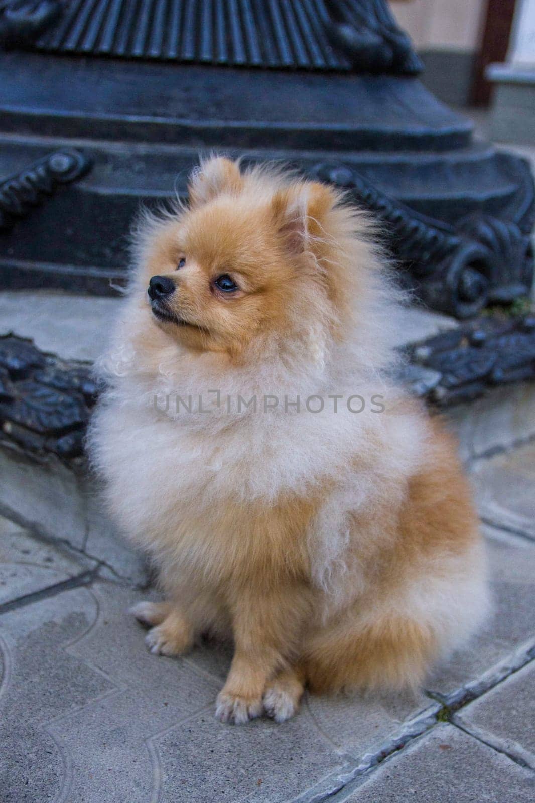 Cute red Pomeranian Spitz looking at the camera on a grey background. A red haired pet with black beady eyes and erect ears is posing on the street.