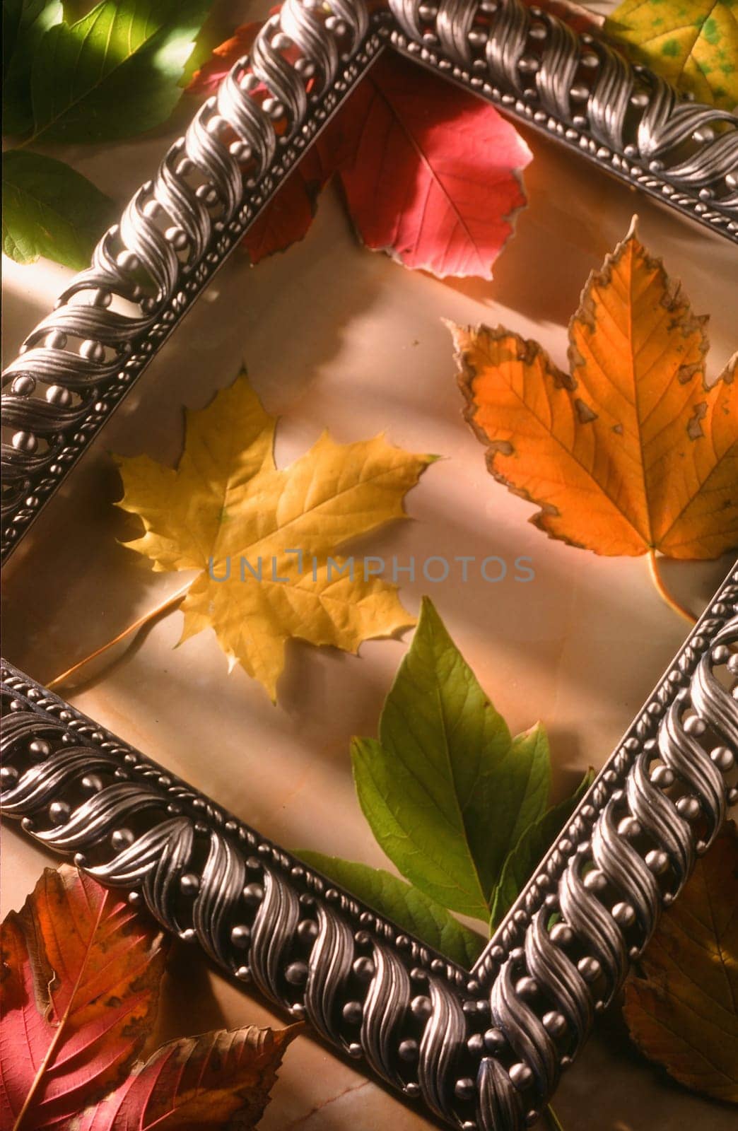 colorful autumn leaves in a metal frame
