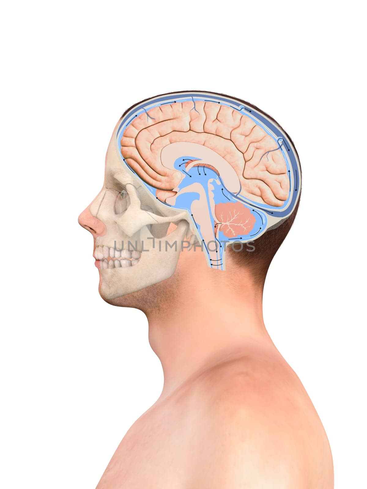 Diagram Illustrating Cerebrospinal Fluid CSF in the Brain Central Nervous System. Skull, Brain structure,2d graphic, illustration, 3d render