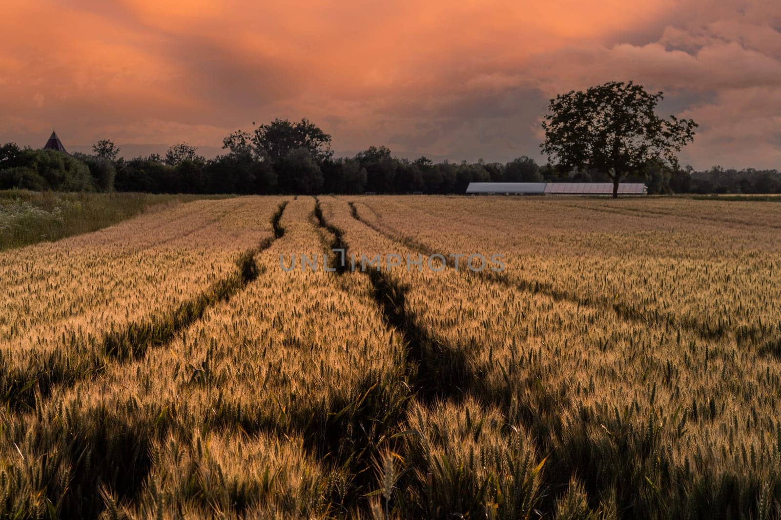 field of barley at sunset with track lane