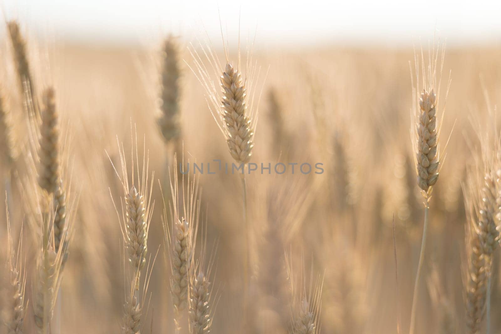 barley with back light