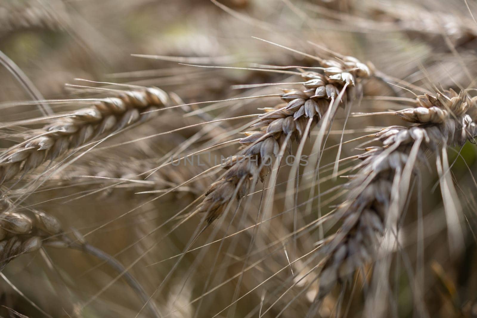barley plant grain