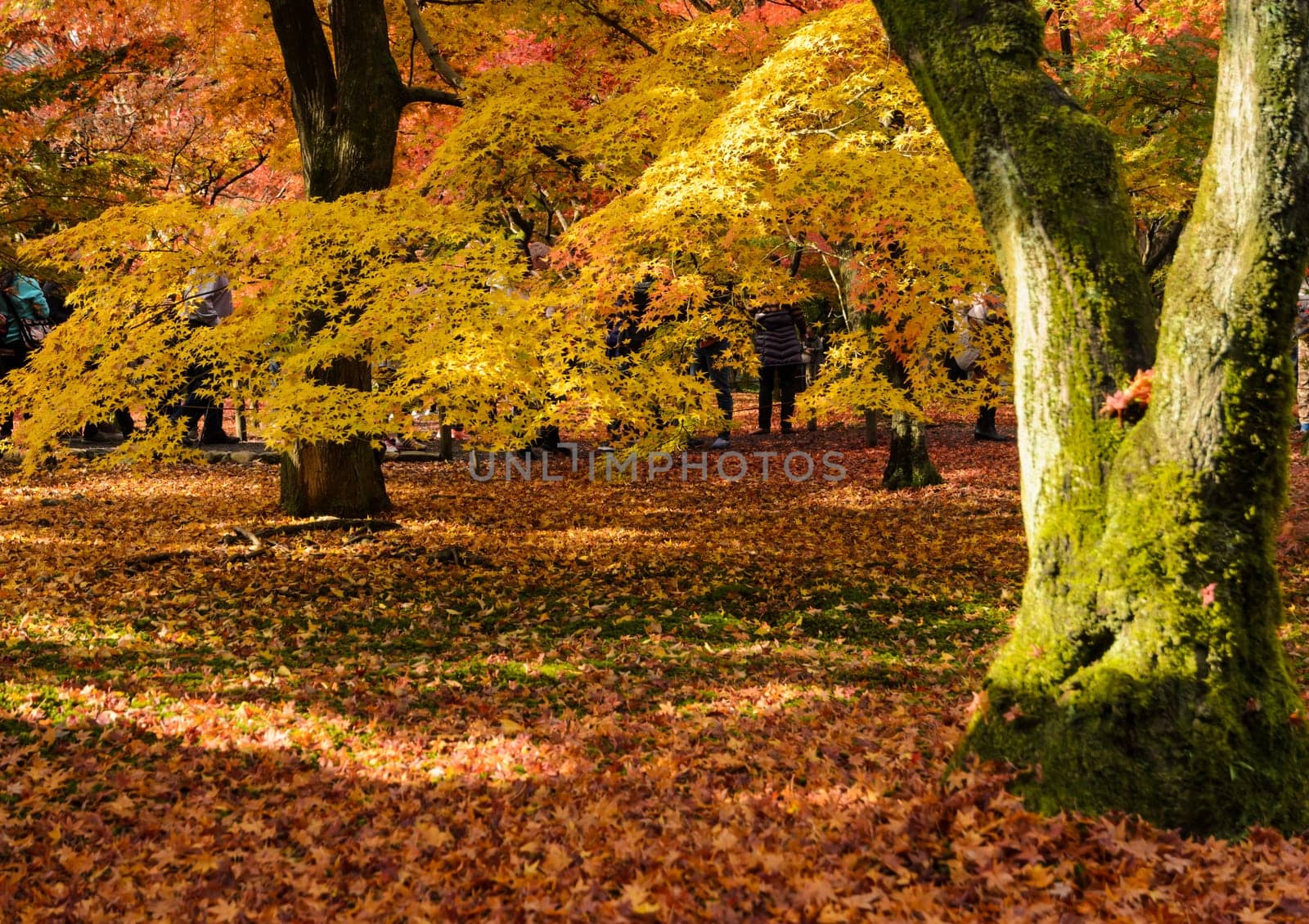Autumn maple garden at peak color foliages at Tofukuji temple in Kyoto, Japan