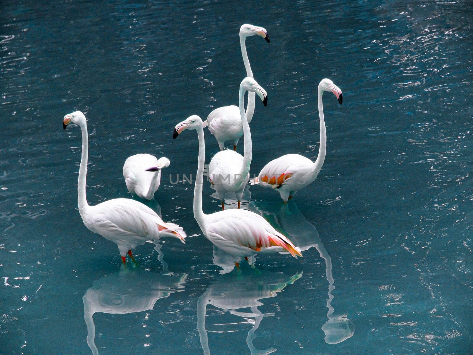 Six flamingos Phoenicopterus in Flamingo Pond in KL Bird Park, travel photo