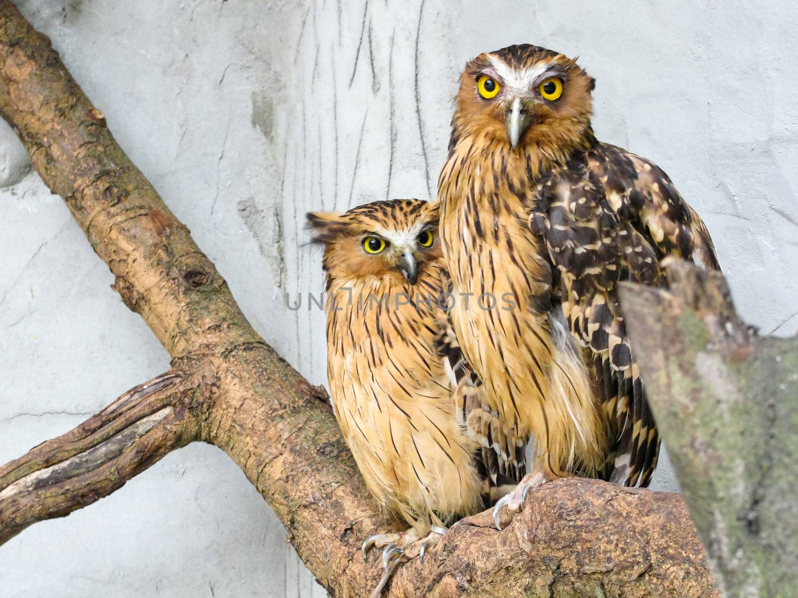 Two malay fish owls sit on a branch on a white background, copy space, tpavel photo