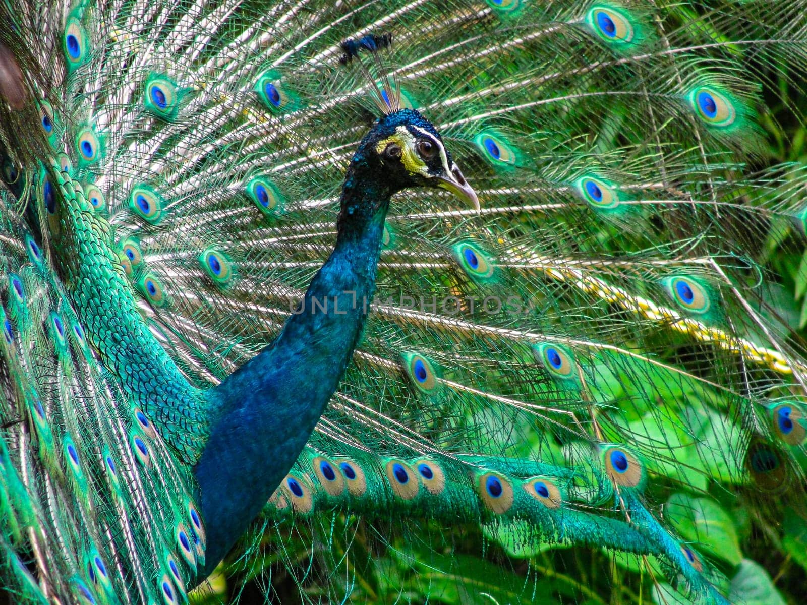 The head and plumage of a peacock, KL Bird Park, copy space