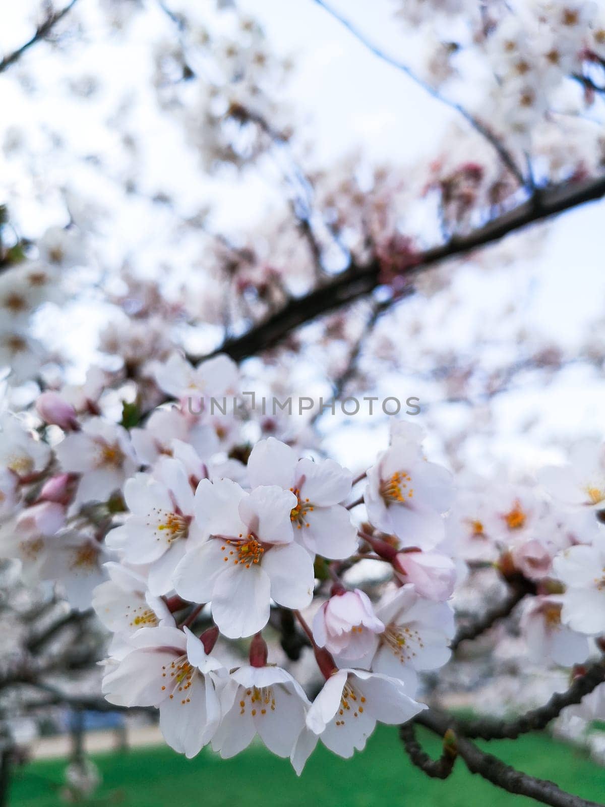 A branch of cherry blossoms against the sky and green grass, selective focus