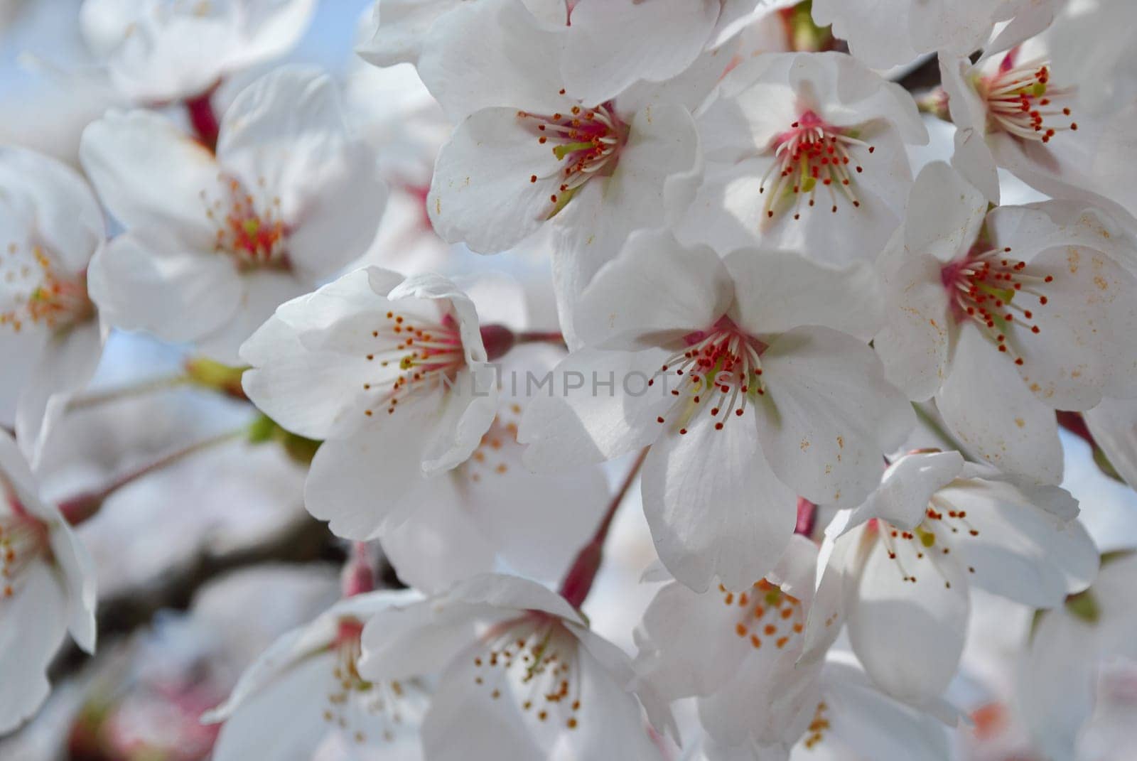 Close-up of cherry blossoms in the park in spring