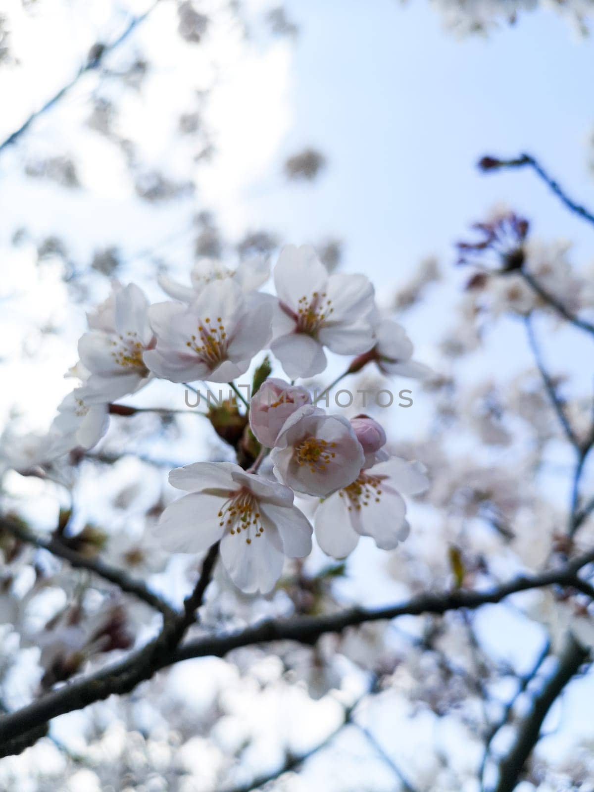 Selective focus of a branch of cherry blossoms against the sky