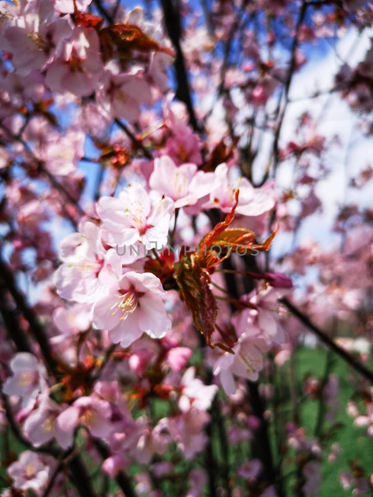 Selective focus of cherry blossoms, macro photo