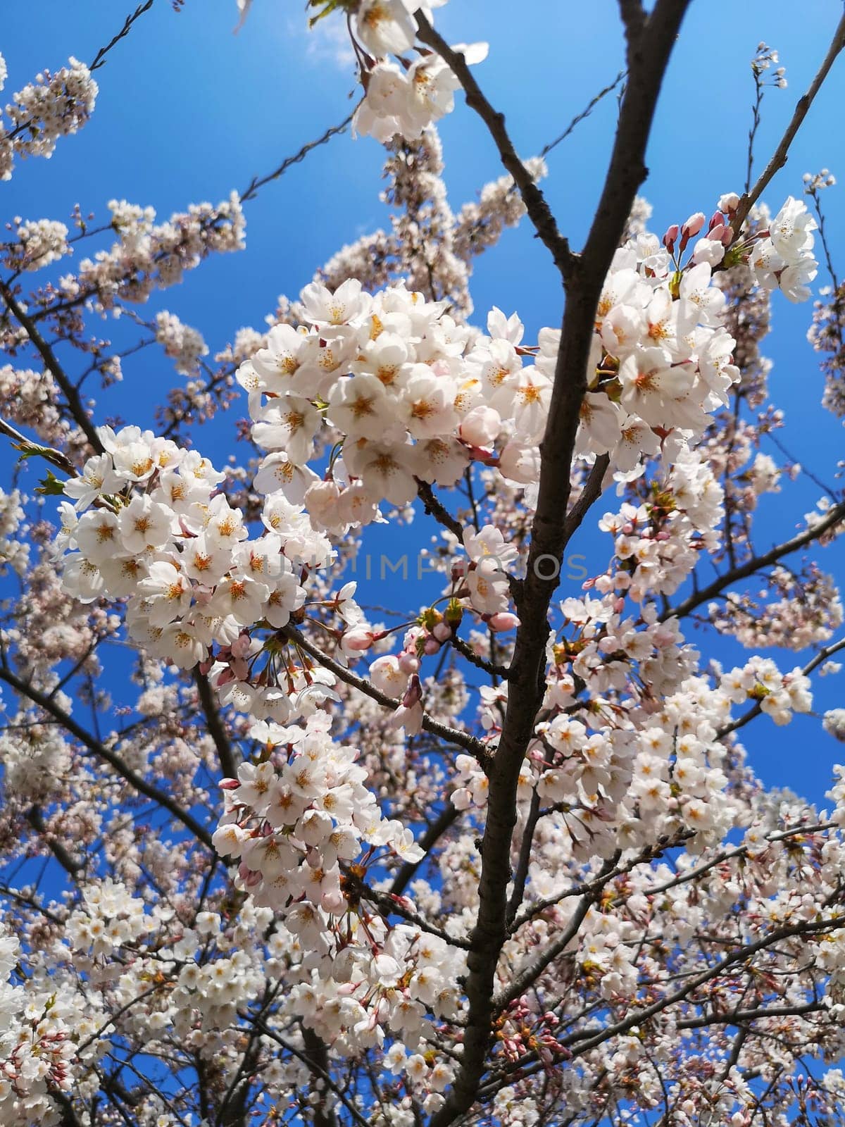 White cherry blossoms in the park against the bright blue sky
