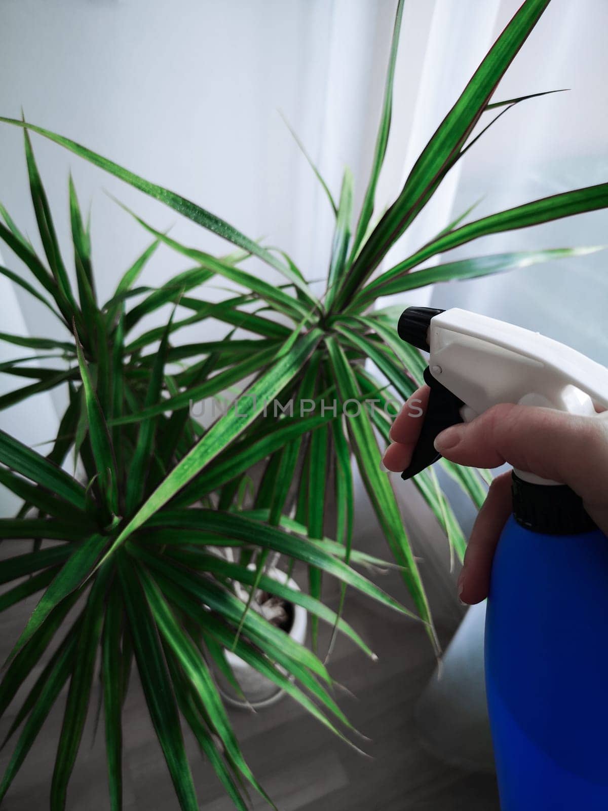 The woman holds a blue sprayer in her hand and sprays the plant at home. Dracaena. View from above.