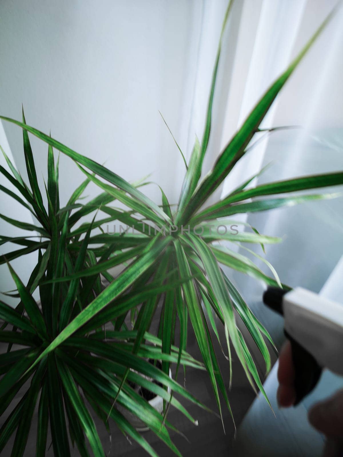 The woman holds a blue sprayer in her hand and sprays the plant at home. Dracaena. View from above.