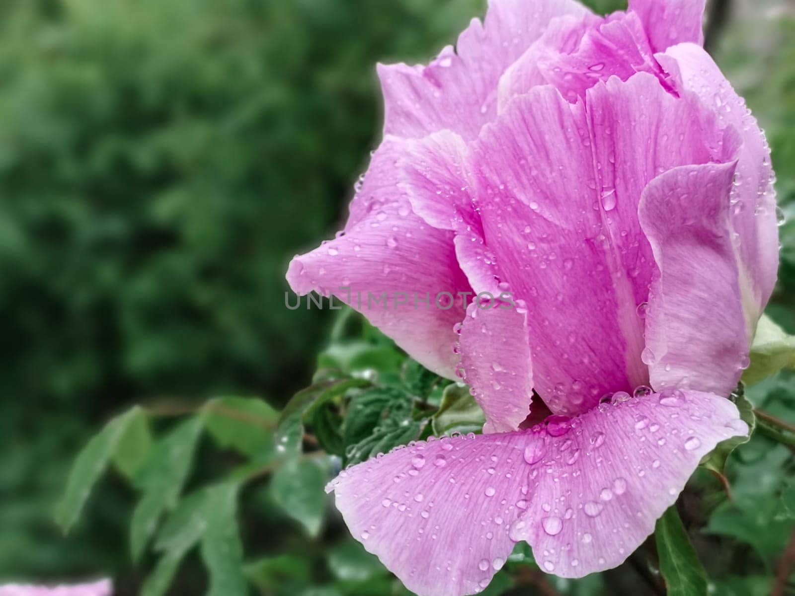 Pink bud of tree peony in drops of dew on petals after rain, close-up view