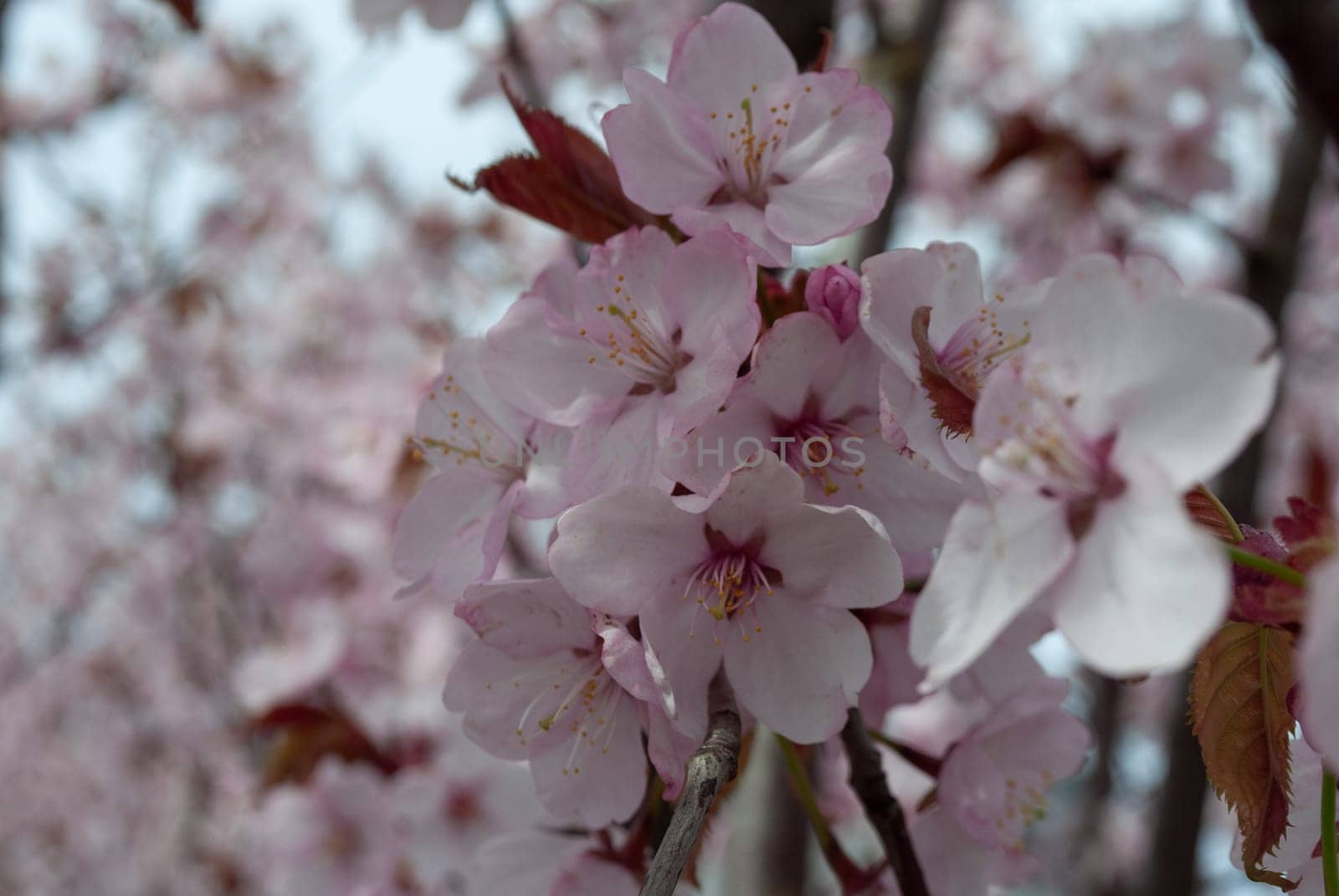 Macro photo of cherry blossoms in the park in the spring. Close-up. Selective focus