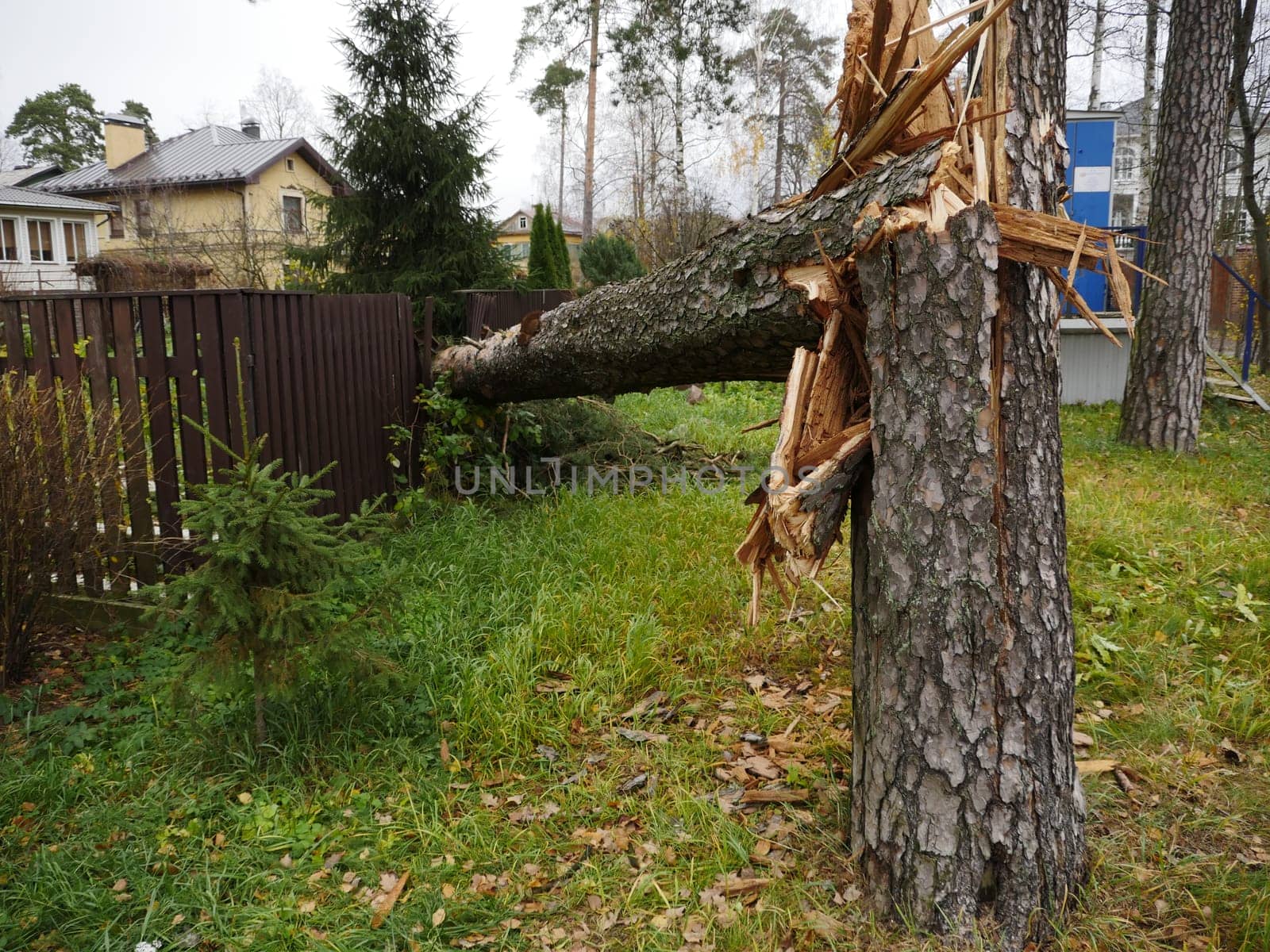 tree broken by strong wind