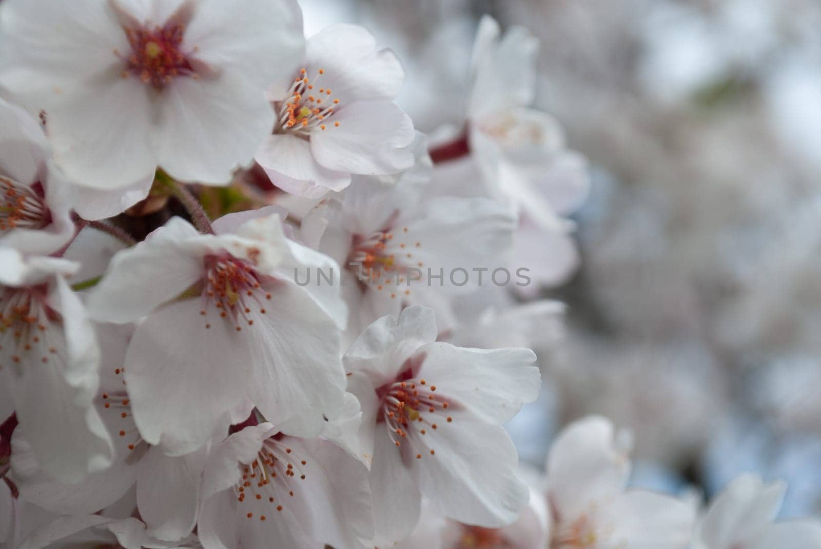 Macro photo of cherry blossoms with a blurred background, close-up. Boke