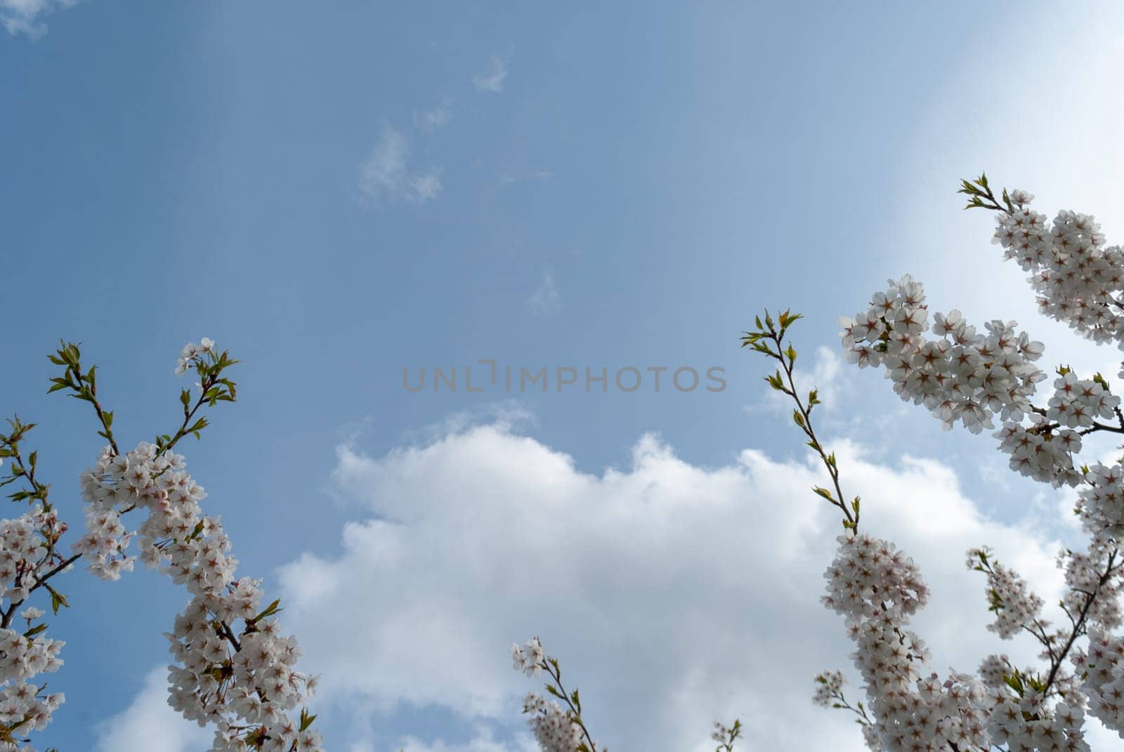 Branches of flowering white cherry blossoms against the blue sky and clouds. Free space for your text