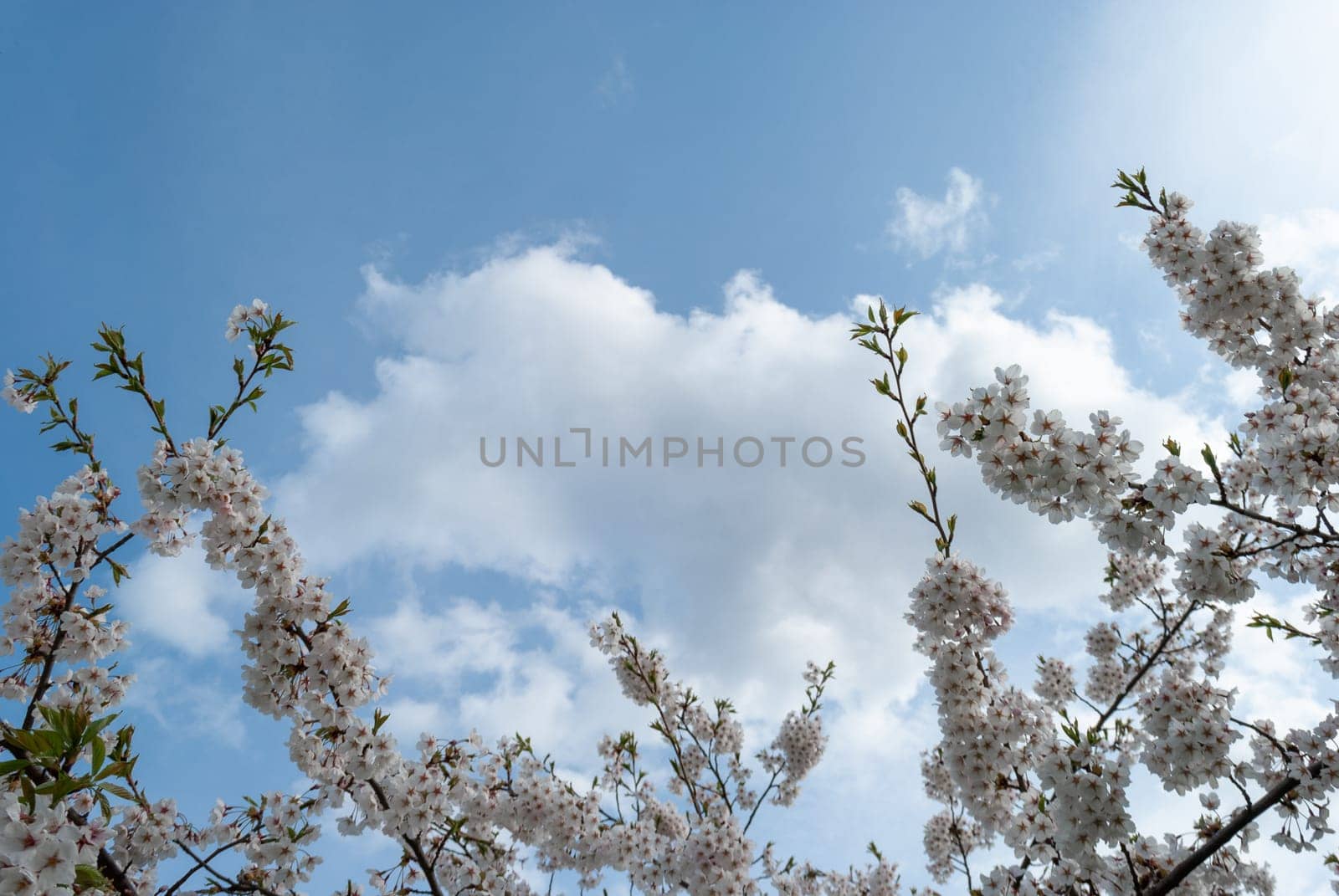 Branches of flowering white cherry blossoms against the blue sky and clouds