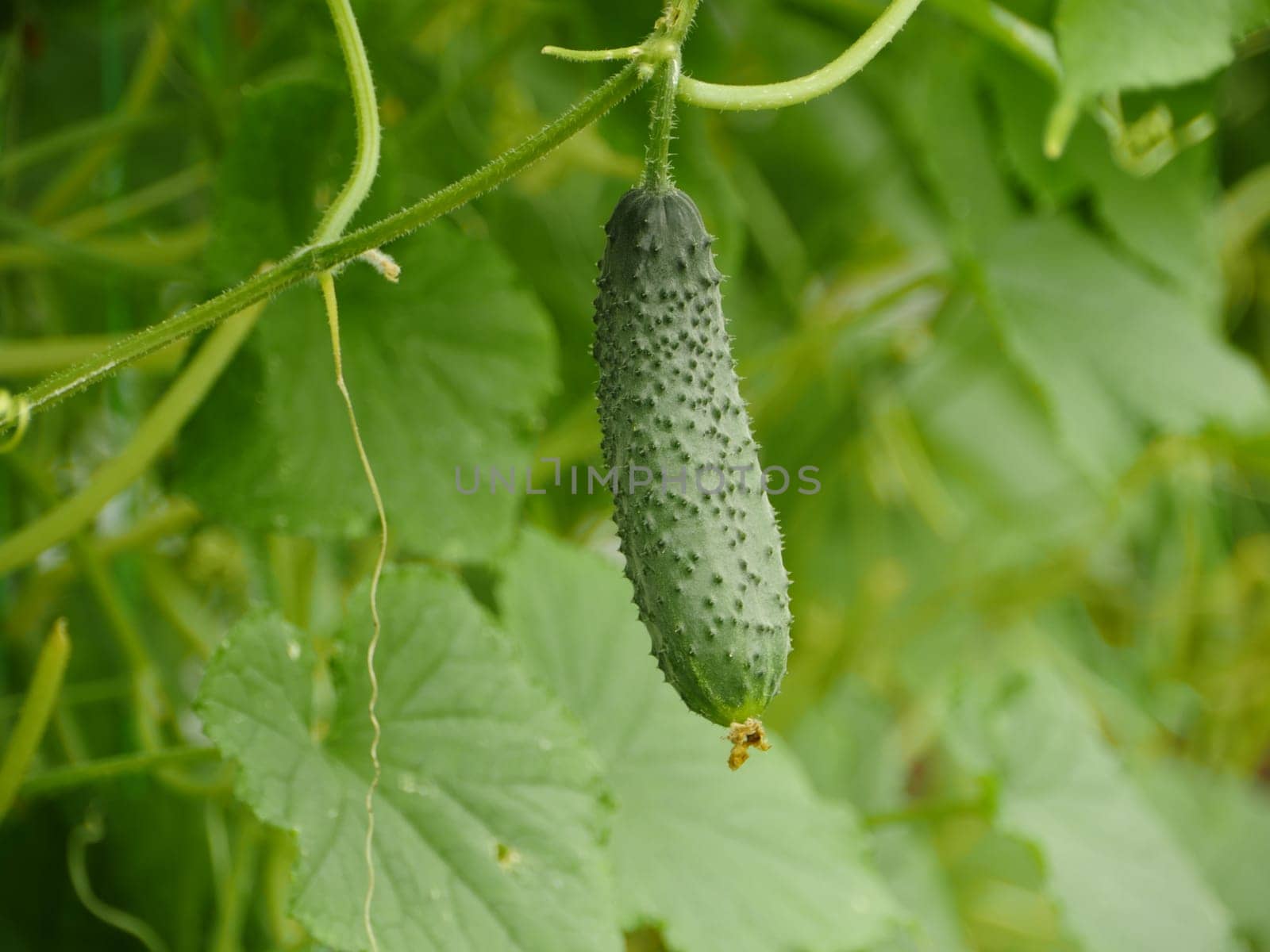 green prickly cucumber on a branch in a greenhouse