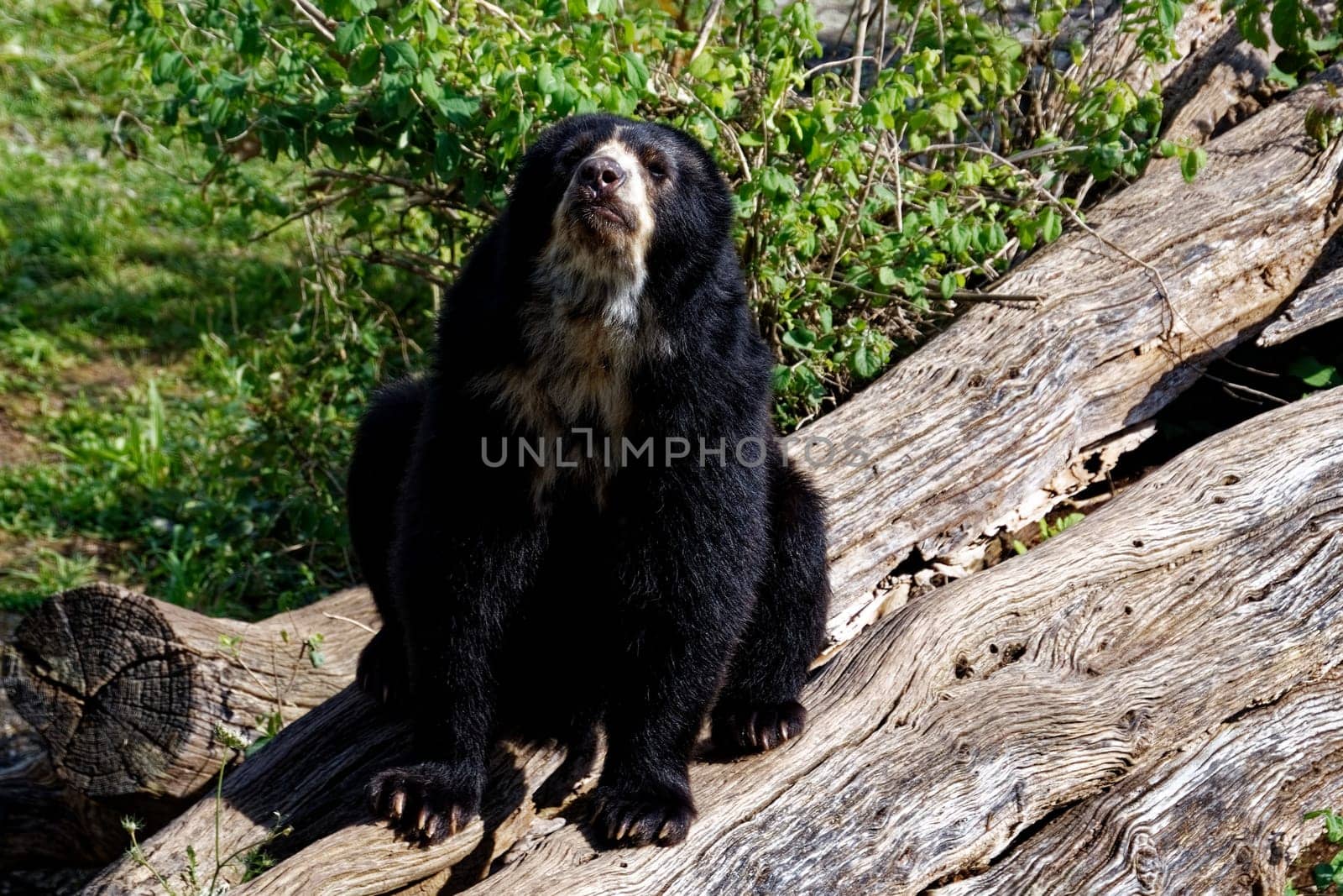 Spectacle bear