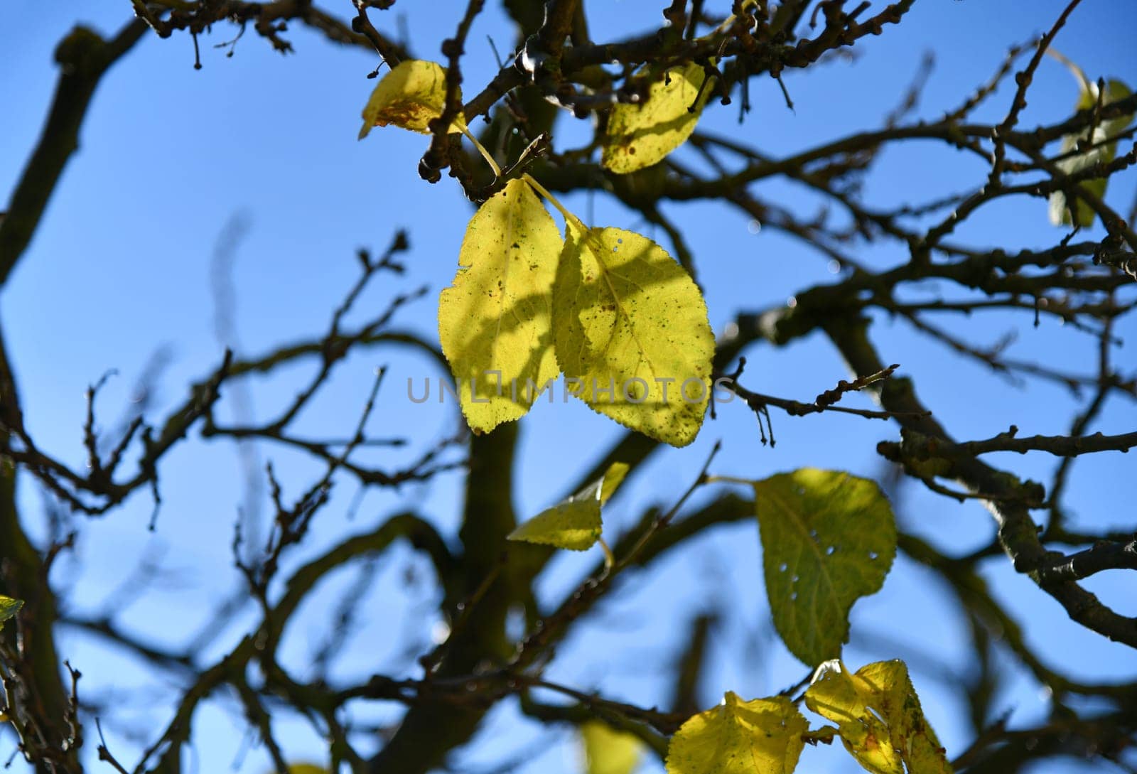 The last leaves on a plum tree