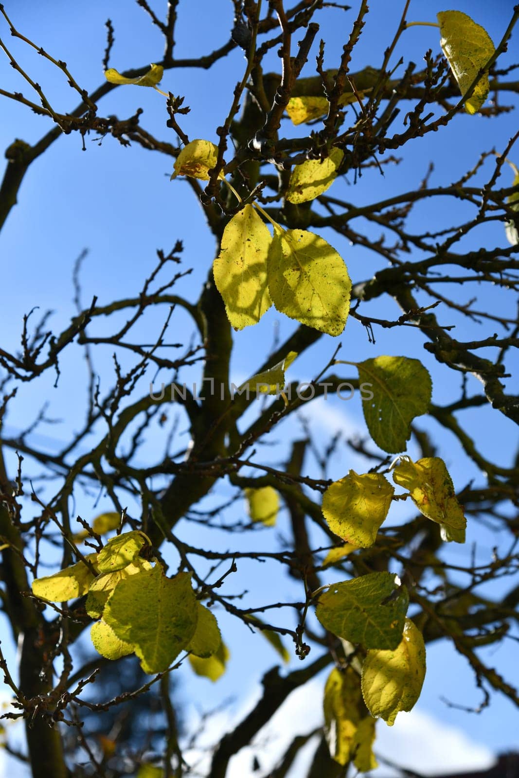 The last leaves on a plum tree