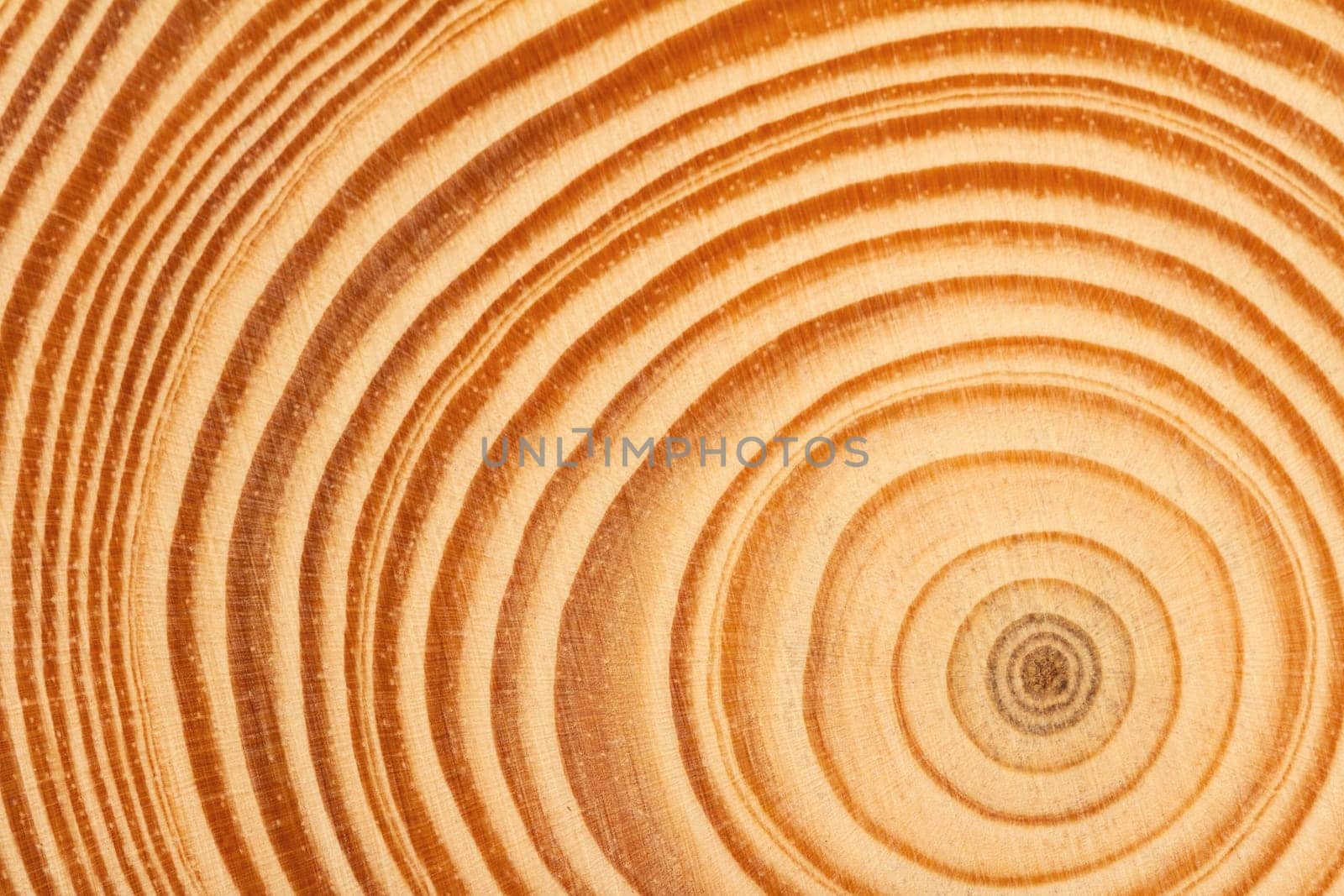 top view closeup of brown slice of freshly cut wood texture with dense concentric growth rings