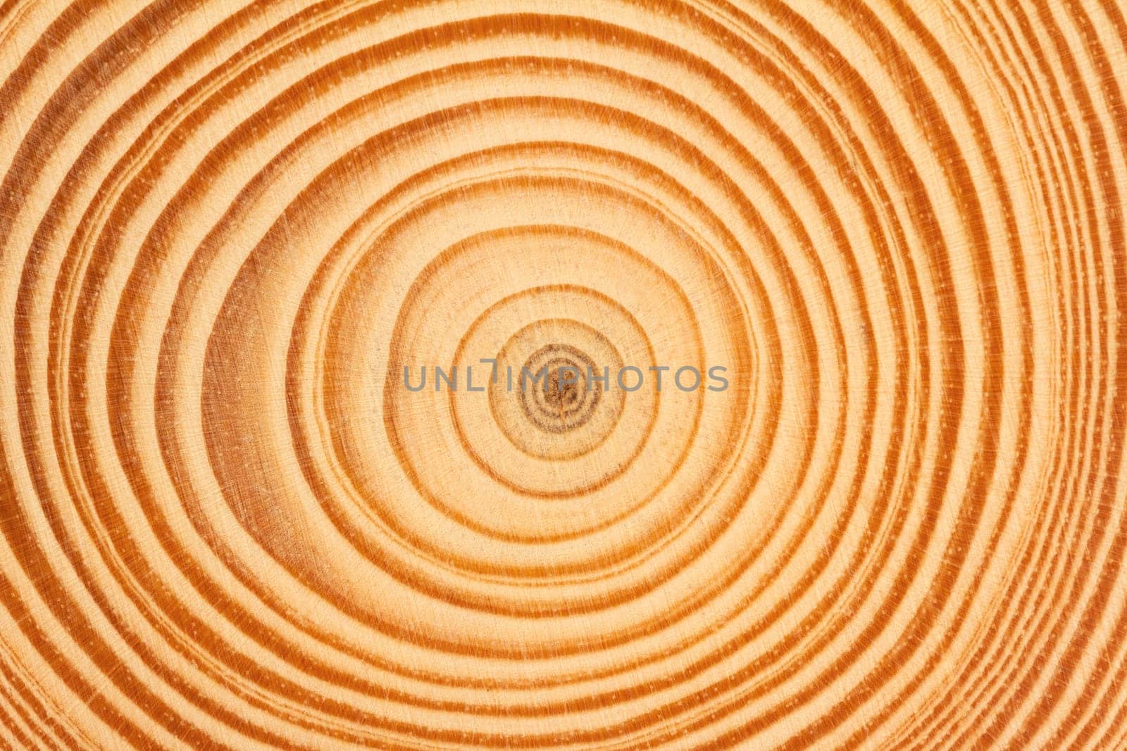 perspective side view closeup of brown slice of freshly cut wood texture with dense concentric growth rings