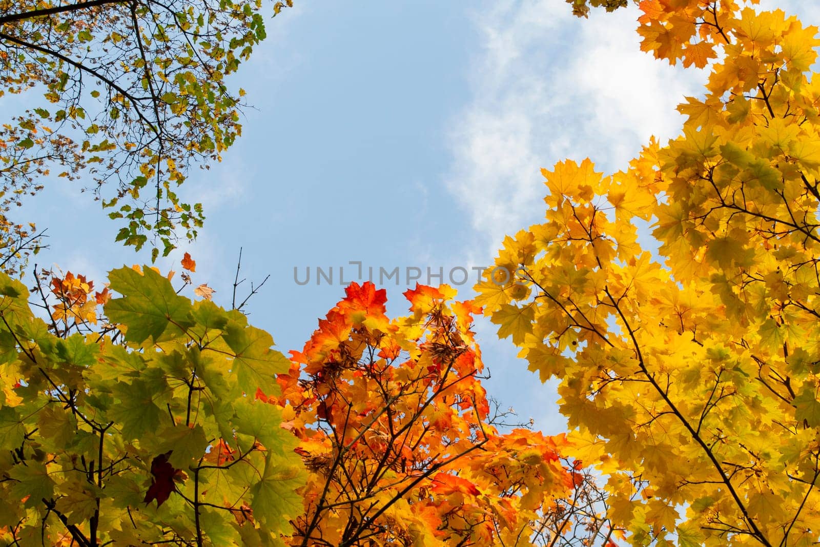 Autumn leaves with the blue sky background, colorful fall trees