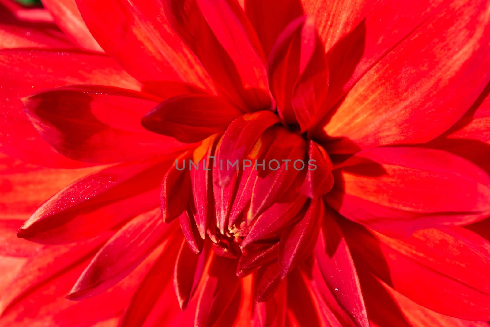 Orange and red dahlia closeup, beautiful bloom background, spring gerbera, petals macro pattern