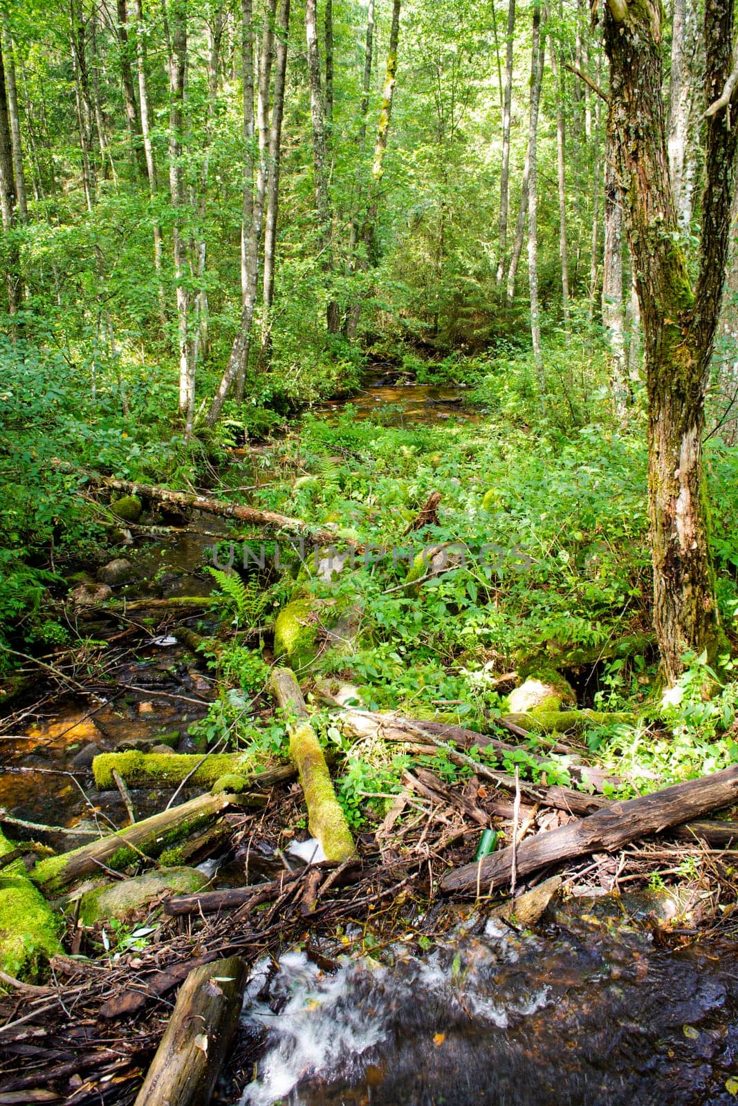 Cascade falls over mossy rocks, track in a wild forest, wild creek in deep forest in Belarus. Vertical image
