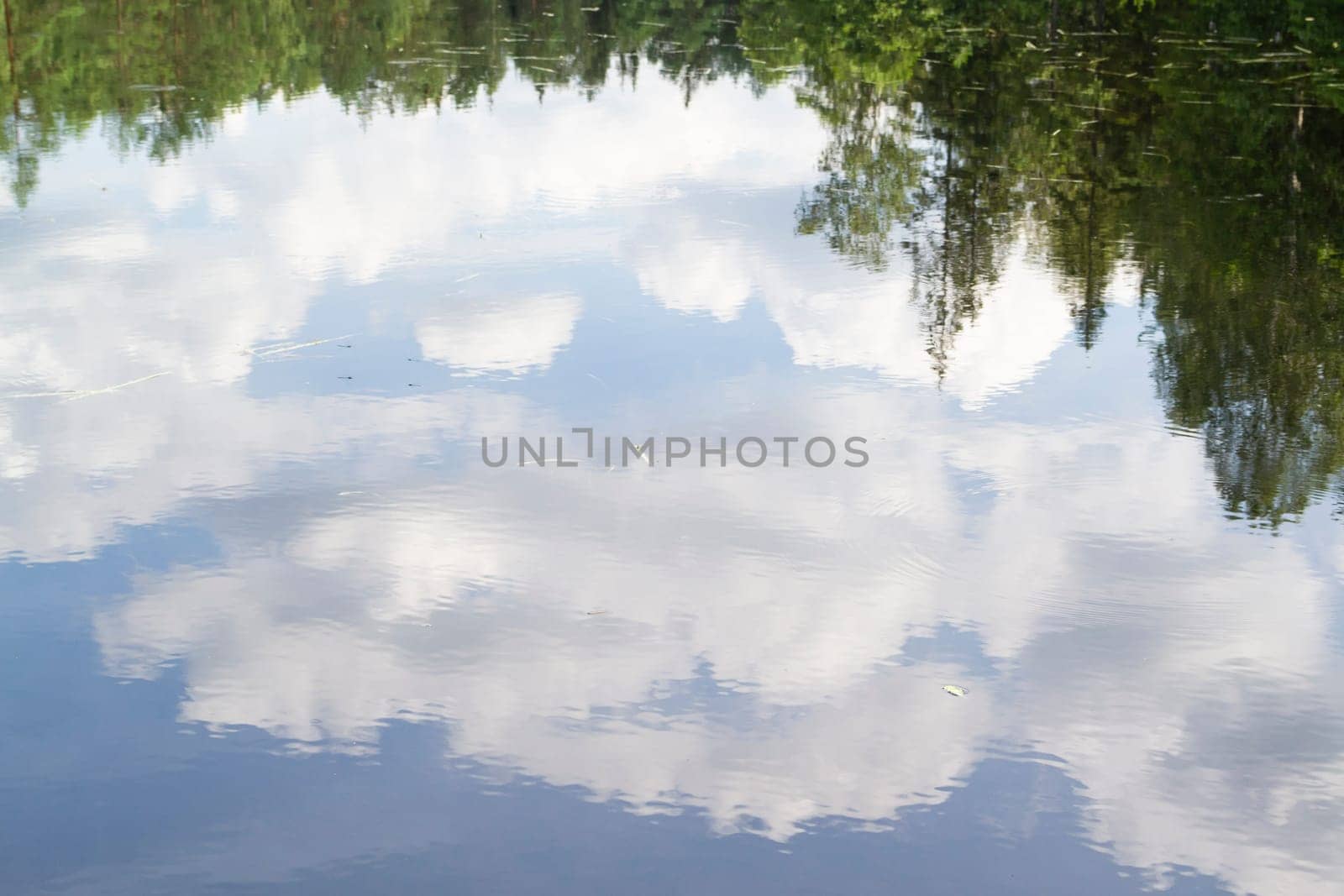Scenic mirror water in the forest. Reflection of pines in an open bog and ripples in the water.