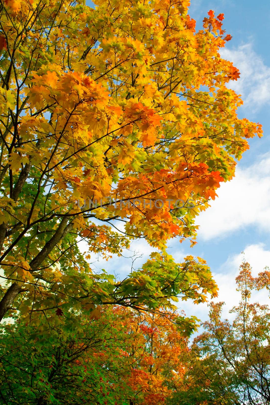 Autumn picturesque forest tree fairytale landscape. Vertical image